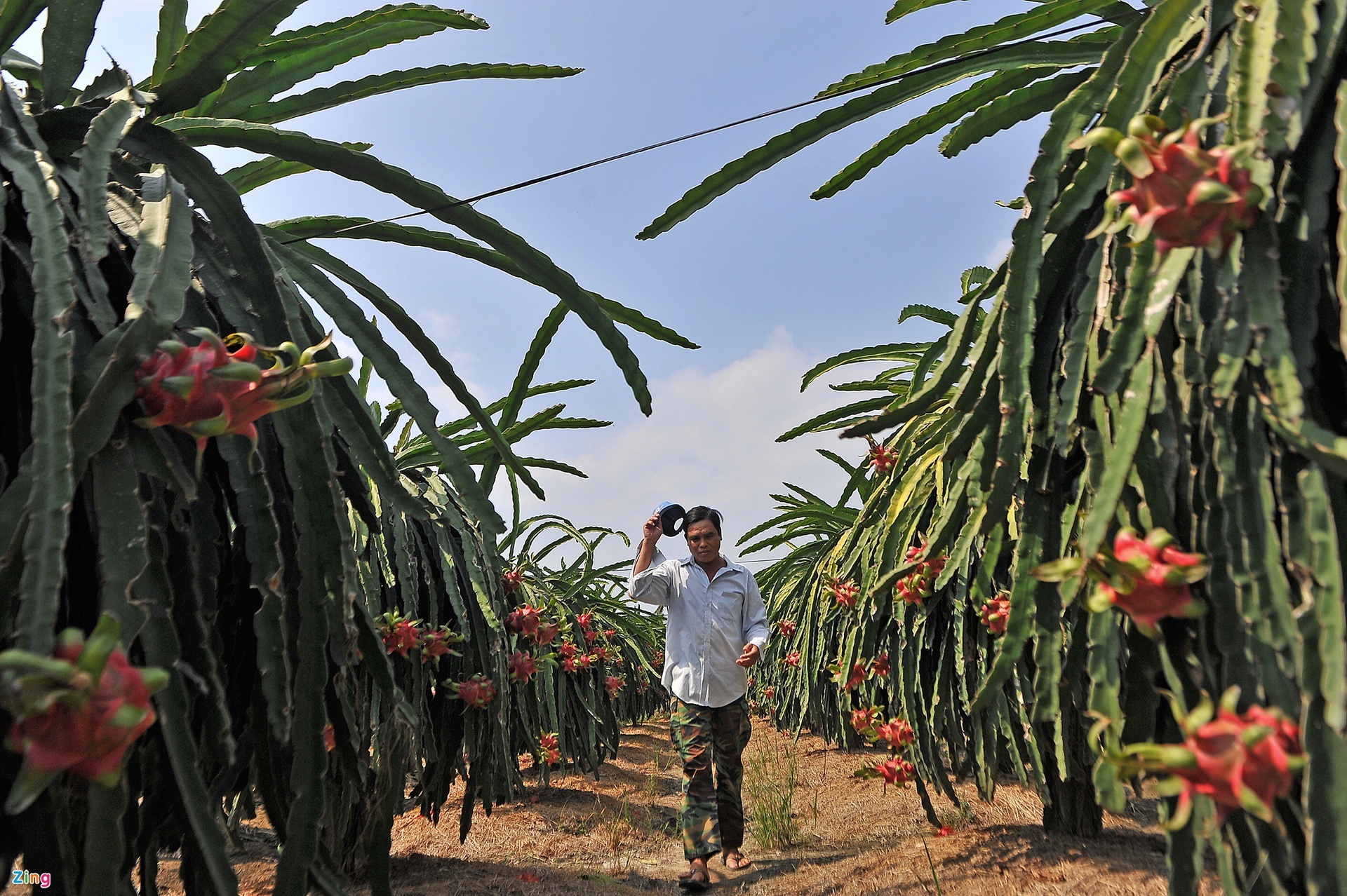 trung quoc dung nhap thanh long anh 1