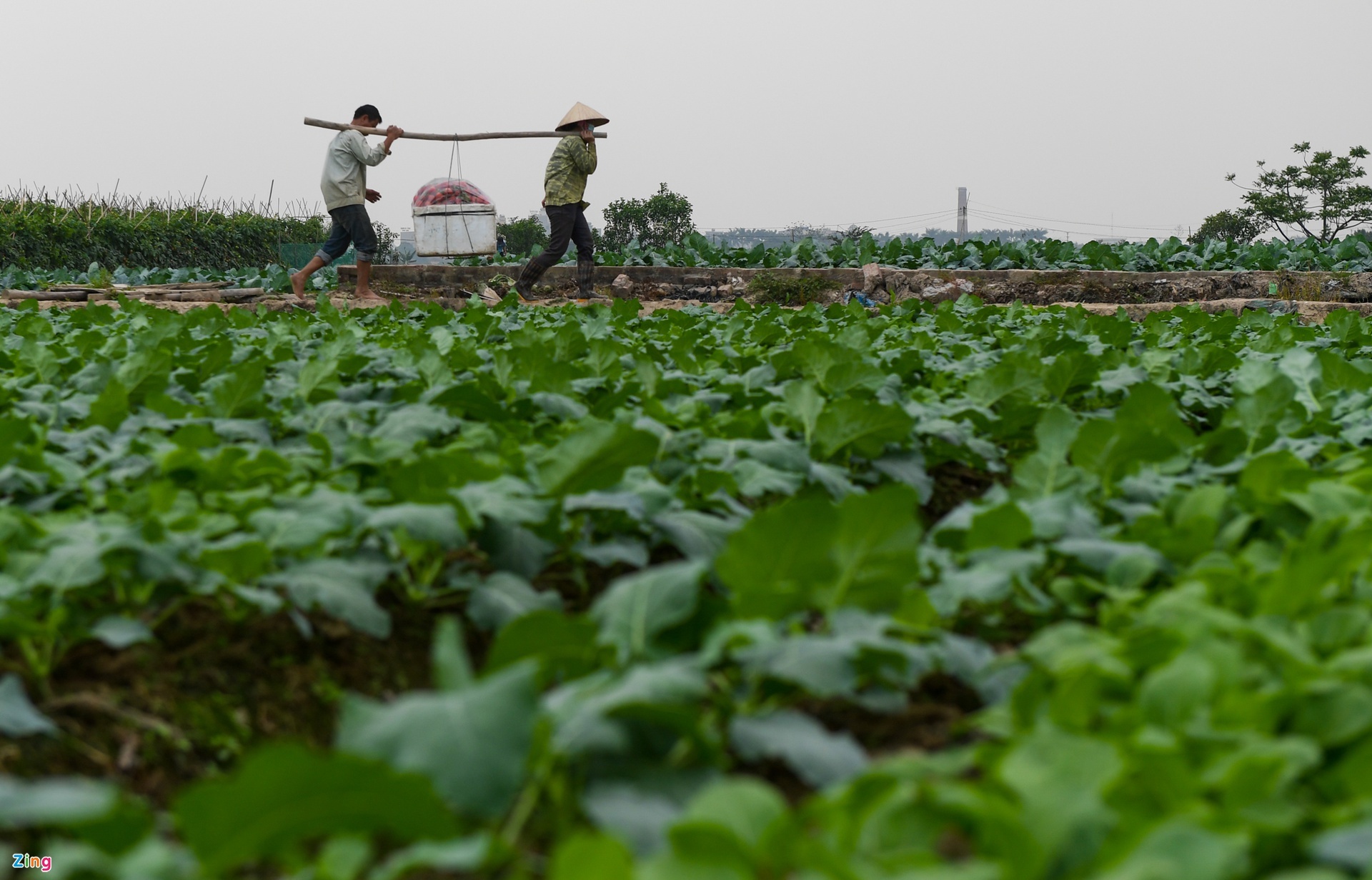 ca chua tang gia phi ma anh 1