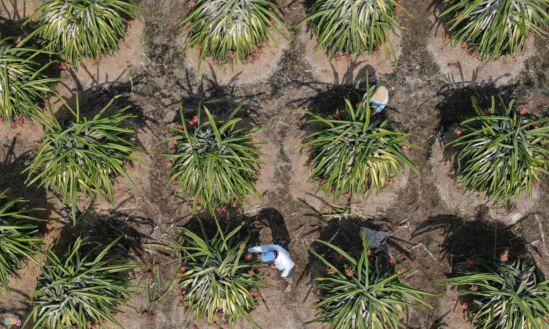 nghịch lý giá thanh long ảnh 4 nghich ly gia thanh long anh 4