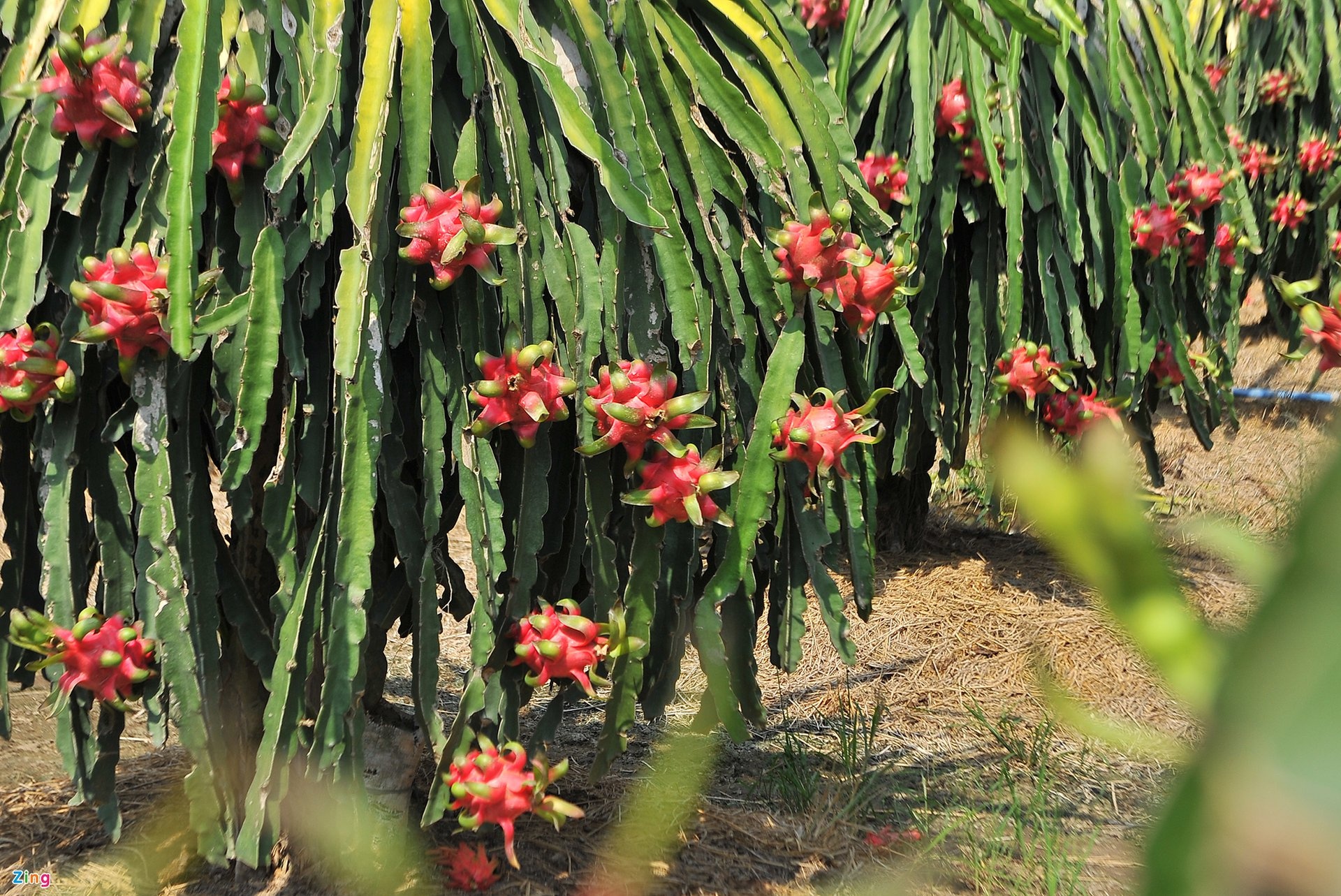 nghịch lý giá thanh long ảnh 3 nghich ly gia thanh long anh 3