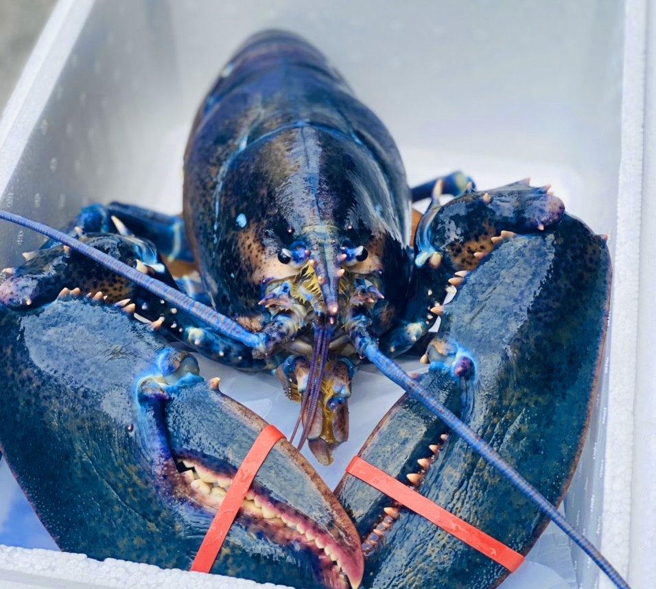 tom hum xanh doc la o Viet Nam anh 1