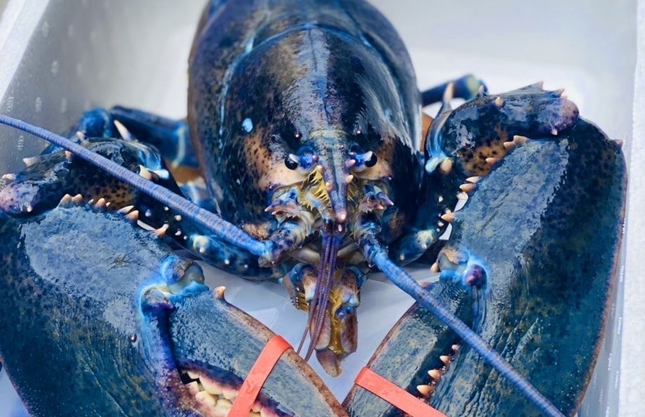 Tom hum xanh ngoc nhap khau vao Viet Nam hinh anh