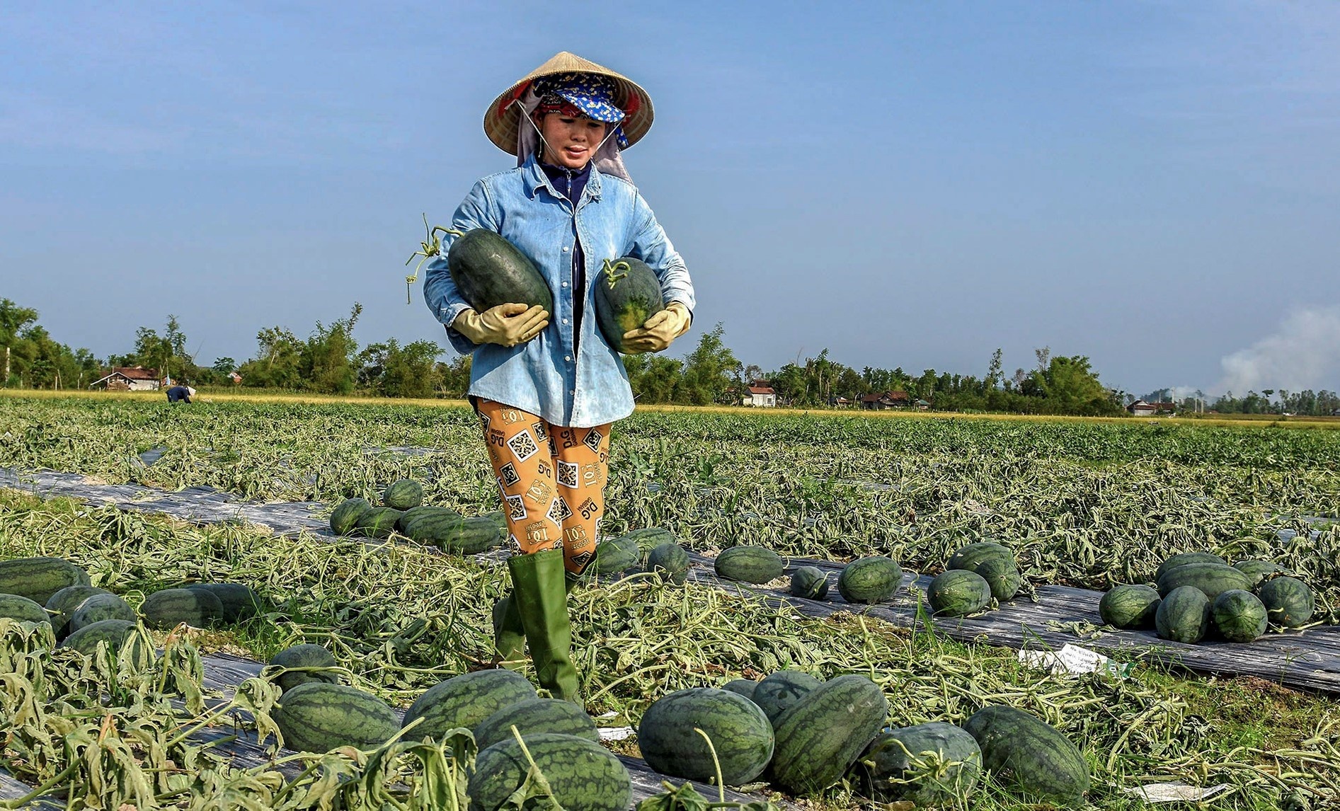 Bo Cong Thuong: Dung quy an sinh neu gia vat tu nong nghiep tang cao hinh anh