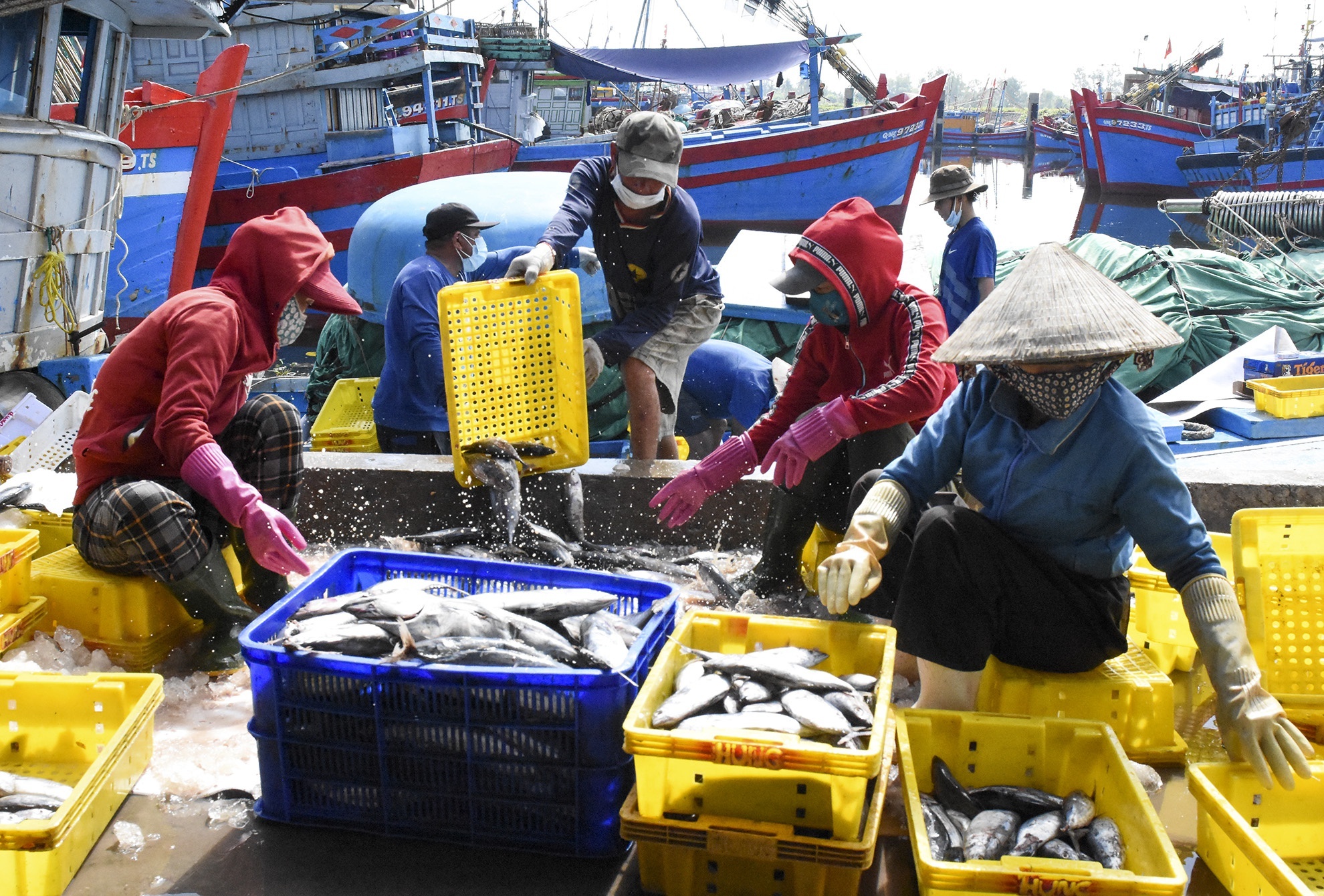 Hon 50% tau ca nam bo vi gia xang dau tang ky luc hinh anh