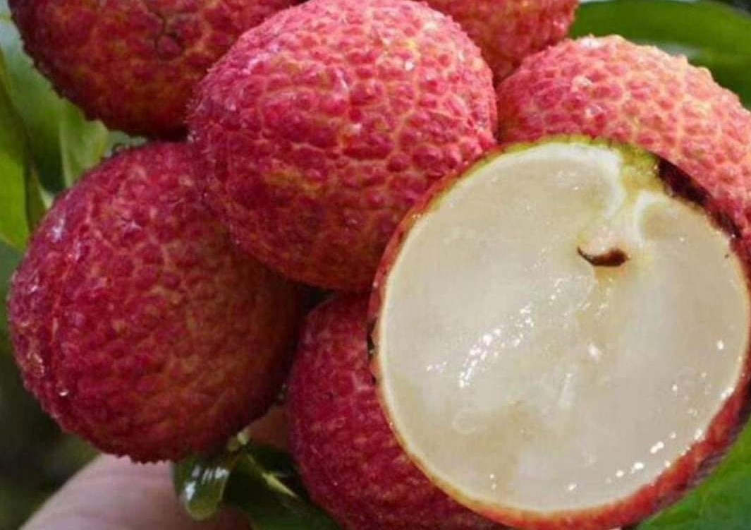 Bac Giang trong duoc vai thieu khong hat hinh anh