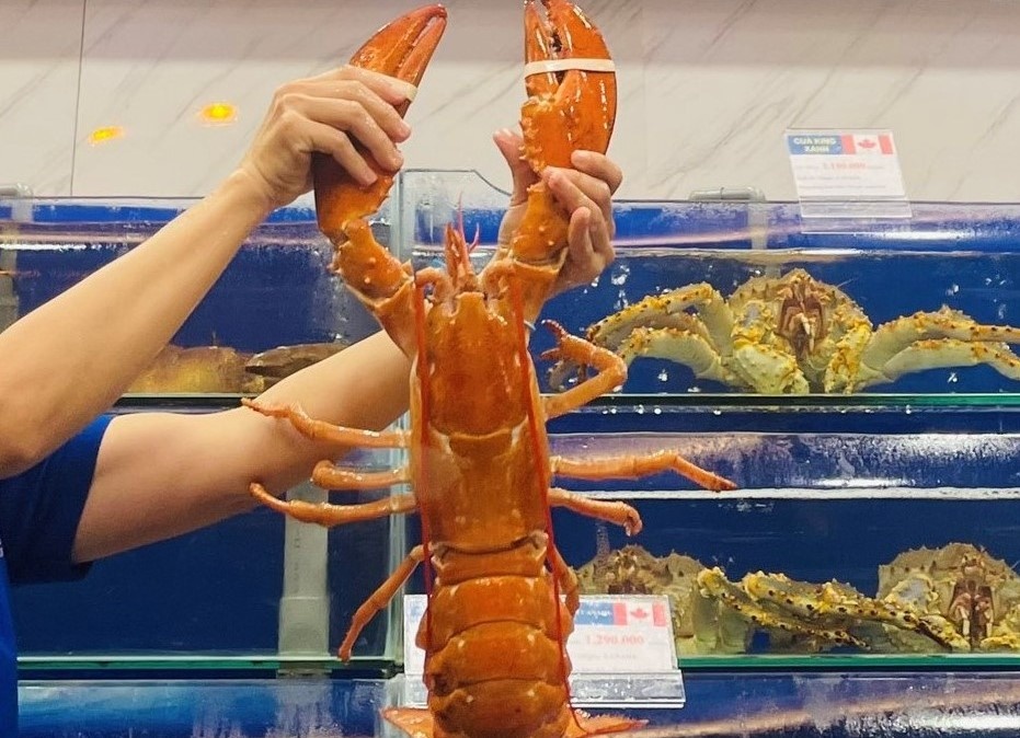 Tom hum vang cam quy hiem nhap khau ve Viet Nam hinh anh