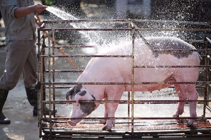 Gia heo hoi len moc 70.000 dong/kg hinh anh