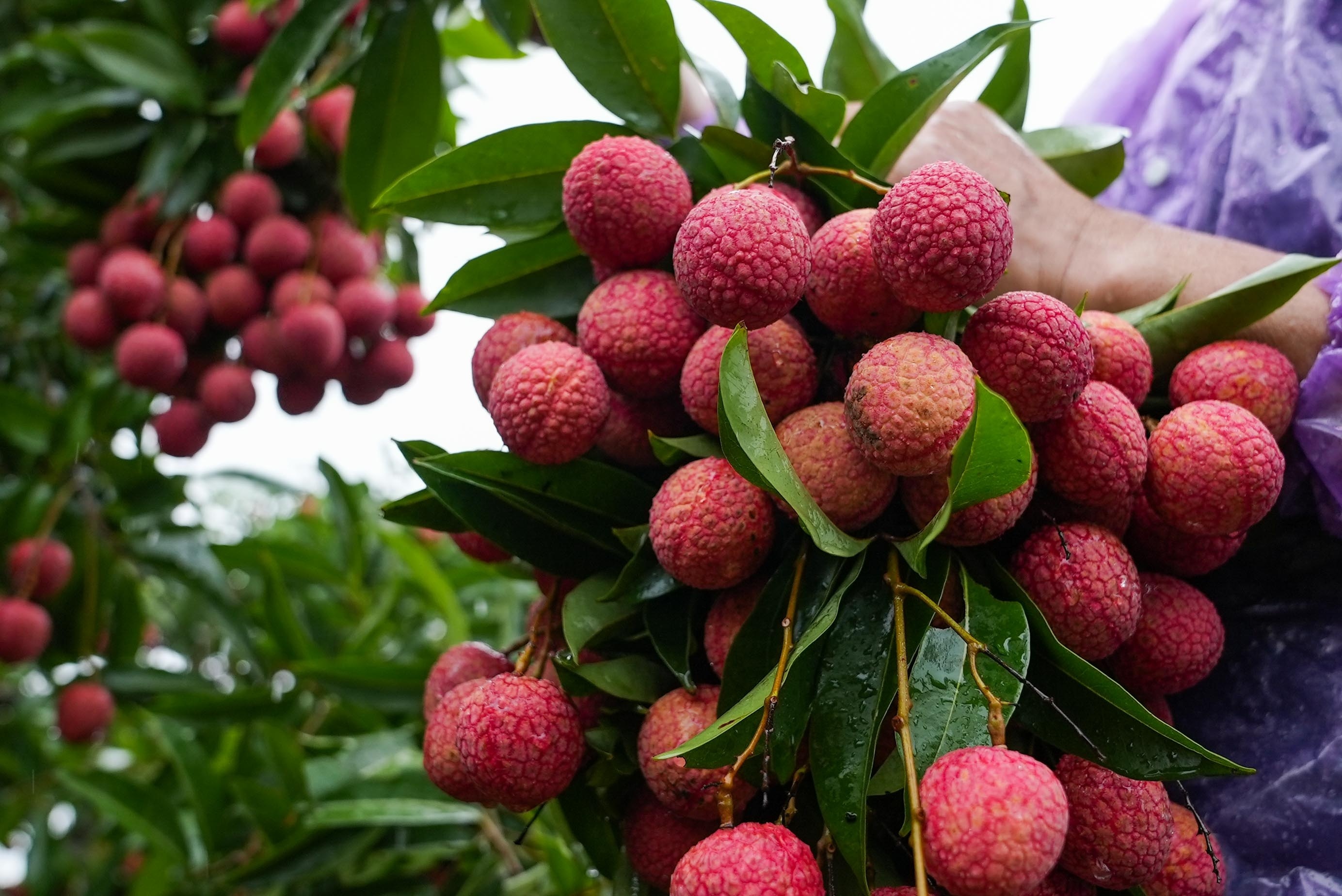 Bac Giang thu hon 4.400 ty dong nho ban vai thieu hinh anh