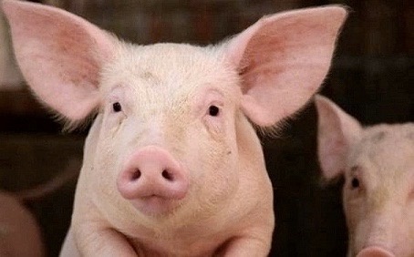 Loi nhuan dai gia nuoi heo truot doc hinh anh