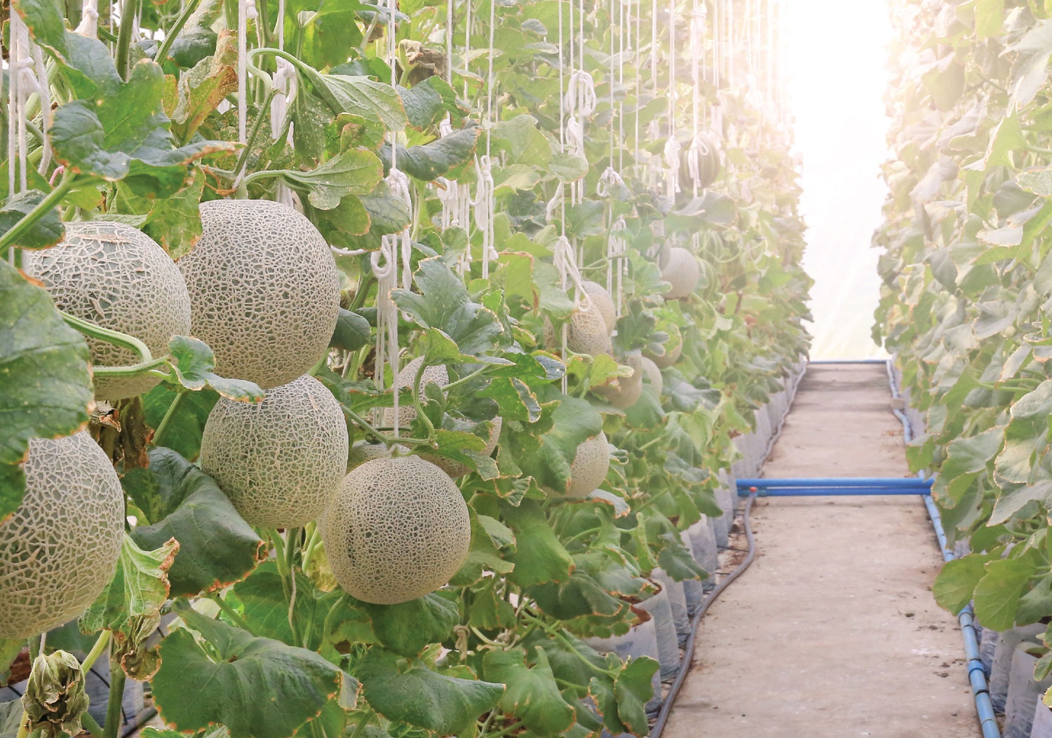 thu hoi du an flc anh 1