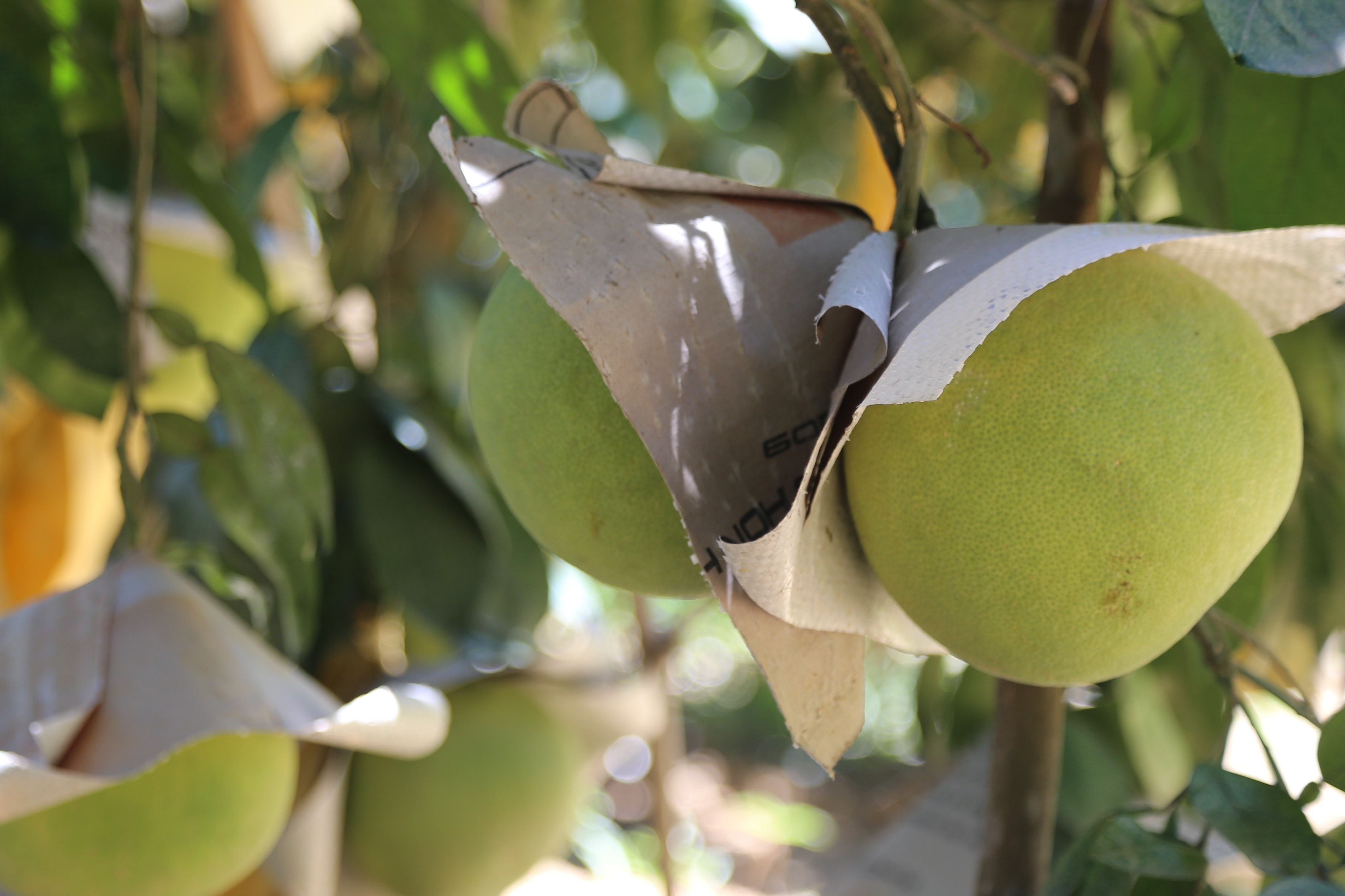 Buoi Viet Nam duoc xuat khau sang My hinh anh