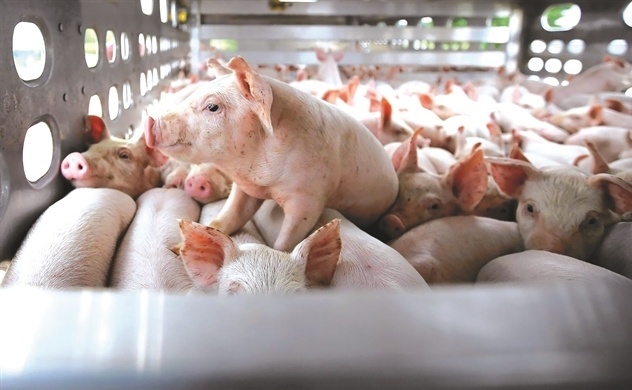 Tong dan heo, bo sua tai TP.HCM sut giam hinh anh