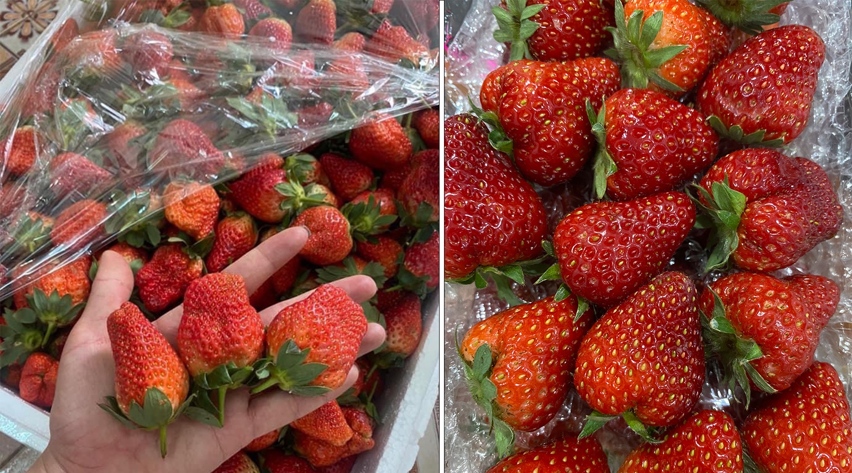 Cach phan biet dau tay Son La va dau tay Trung Quoc hinh anh