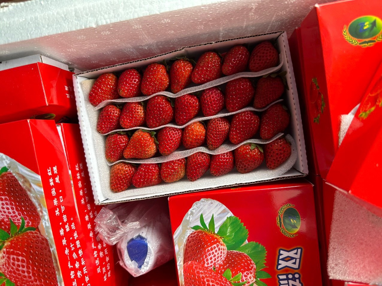 dau tay trung quoc anh 2