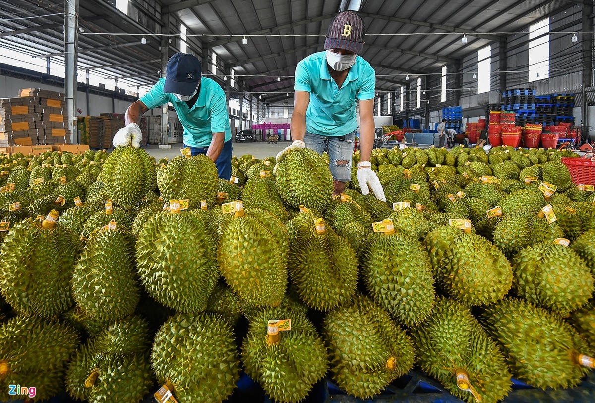 sau rieng viet nam anh 1