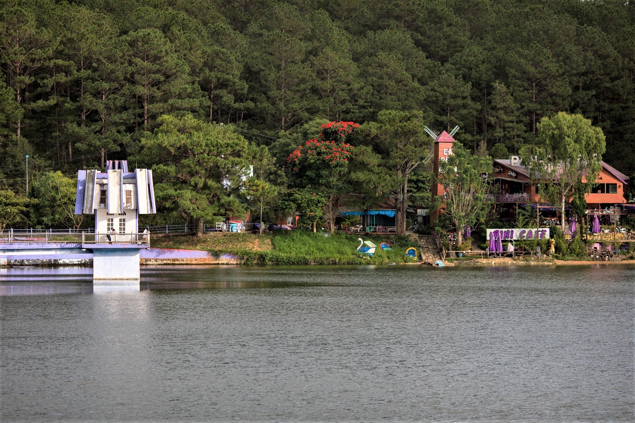 Mot cong ty xin chuyen 5,3 ha rung thong Da Lat lam khu nghi duong hinh anh