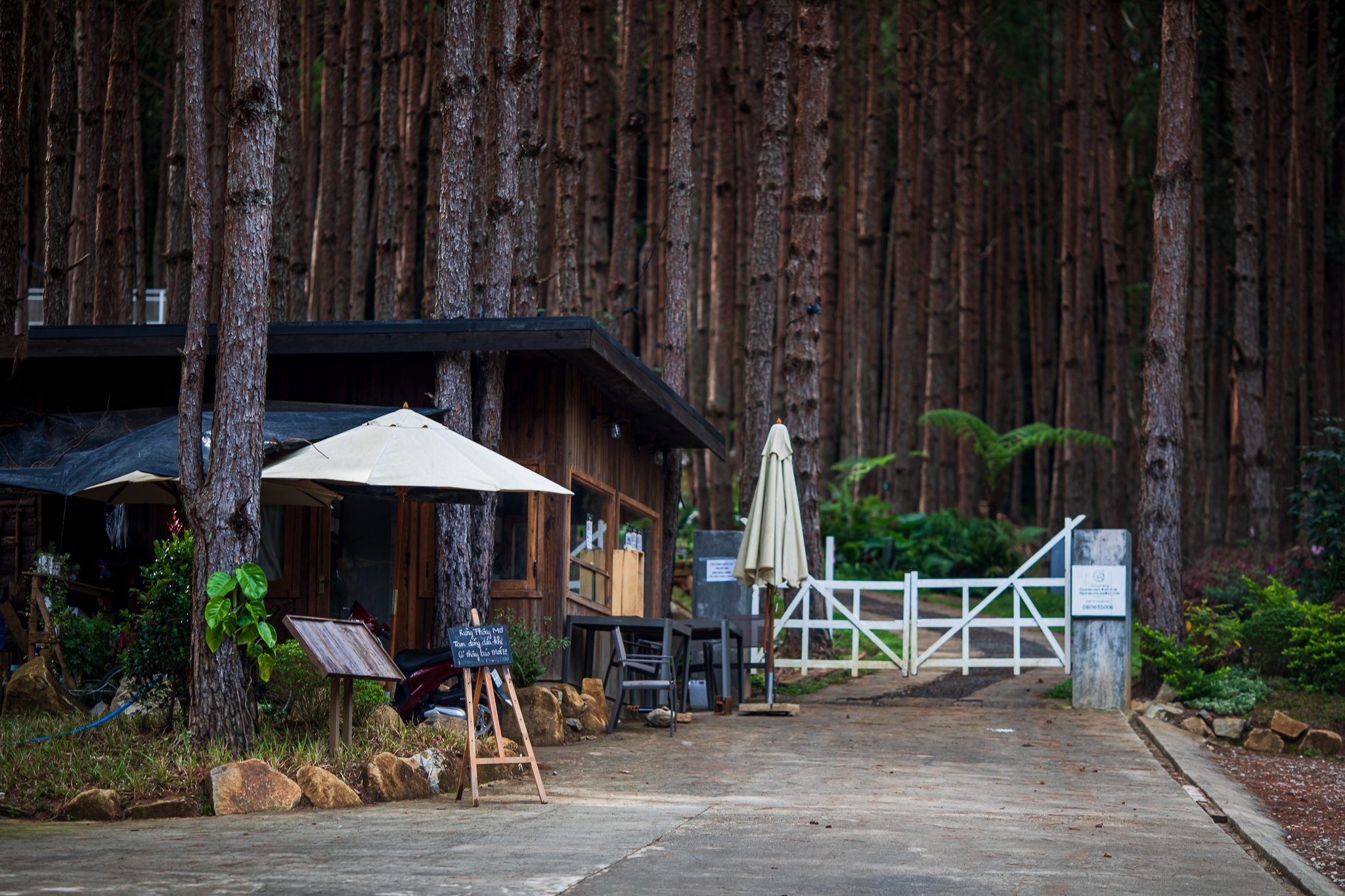 sacom tuyen lam anh 1