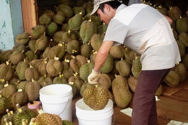 Thuoc nhung trai cay chin duoc dung rong rai, Bo quan ly noi gi? hinh anh