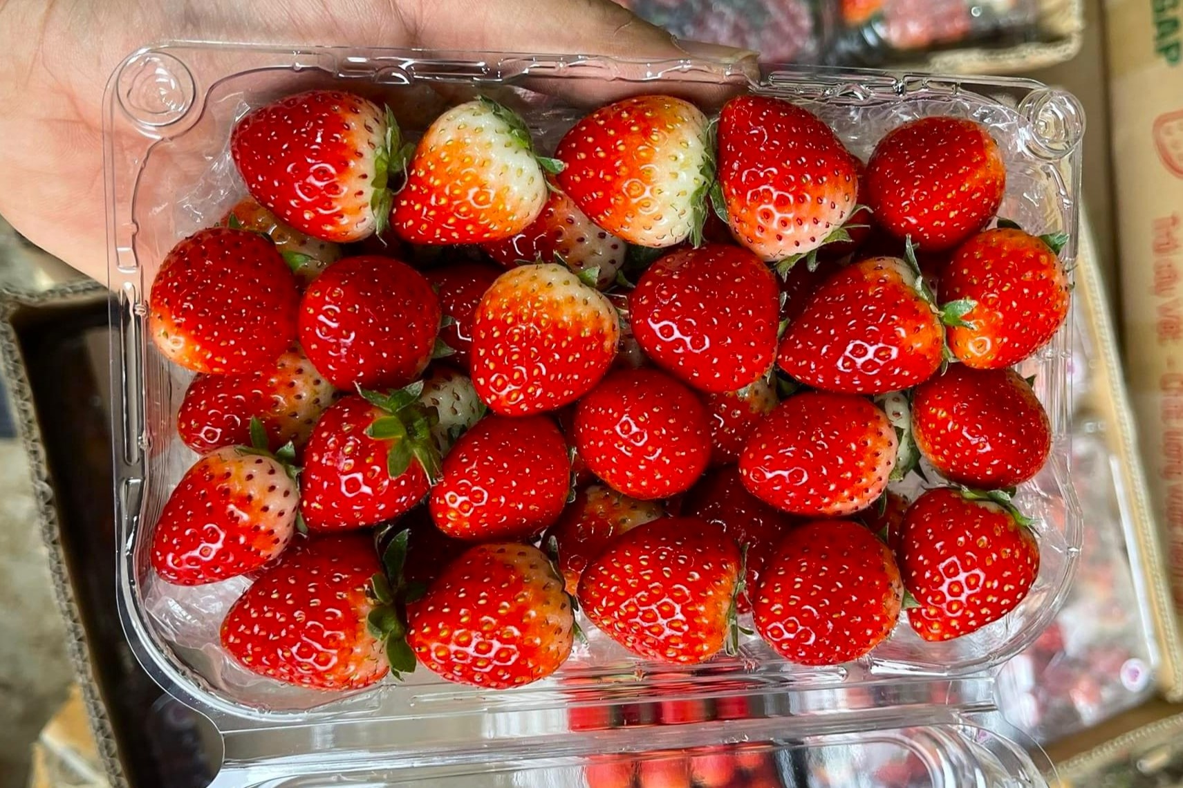 Dau tay Son La do ve cho Ha Noi, gia chi tu 50.000 dong/kg hinh anh