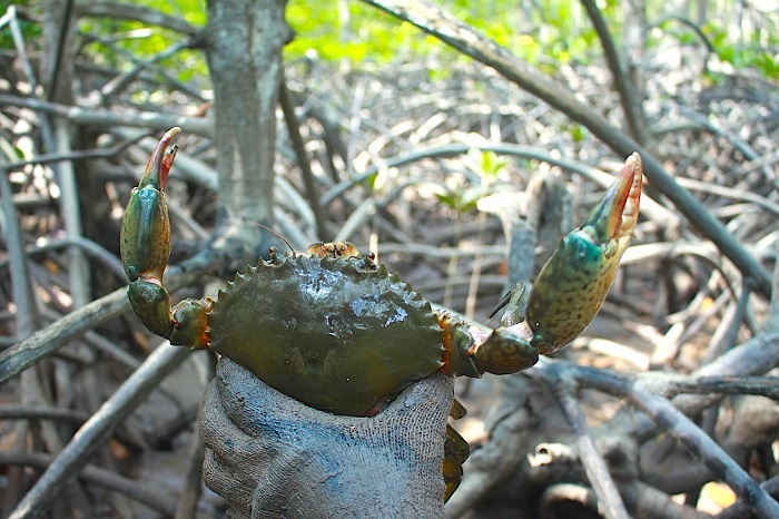 Trung Quoc o at mua cua, ghe Viet Nam hinh anh