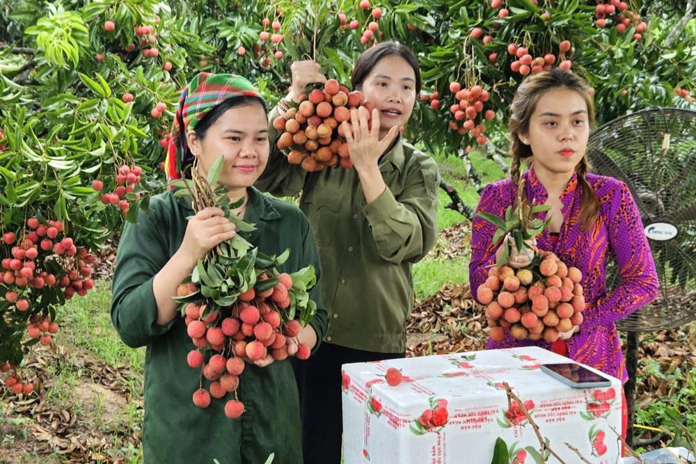 Quang Ninh se livestream ban vai thieu chin som hinh anh