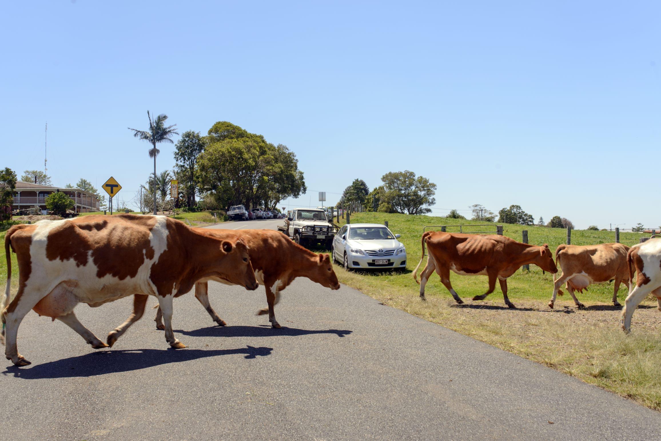 Bat ngo gap vat can o toc do 120 km/h, danh lai hay dam thang? hinh anh