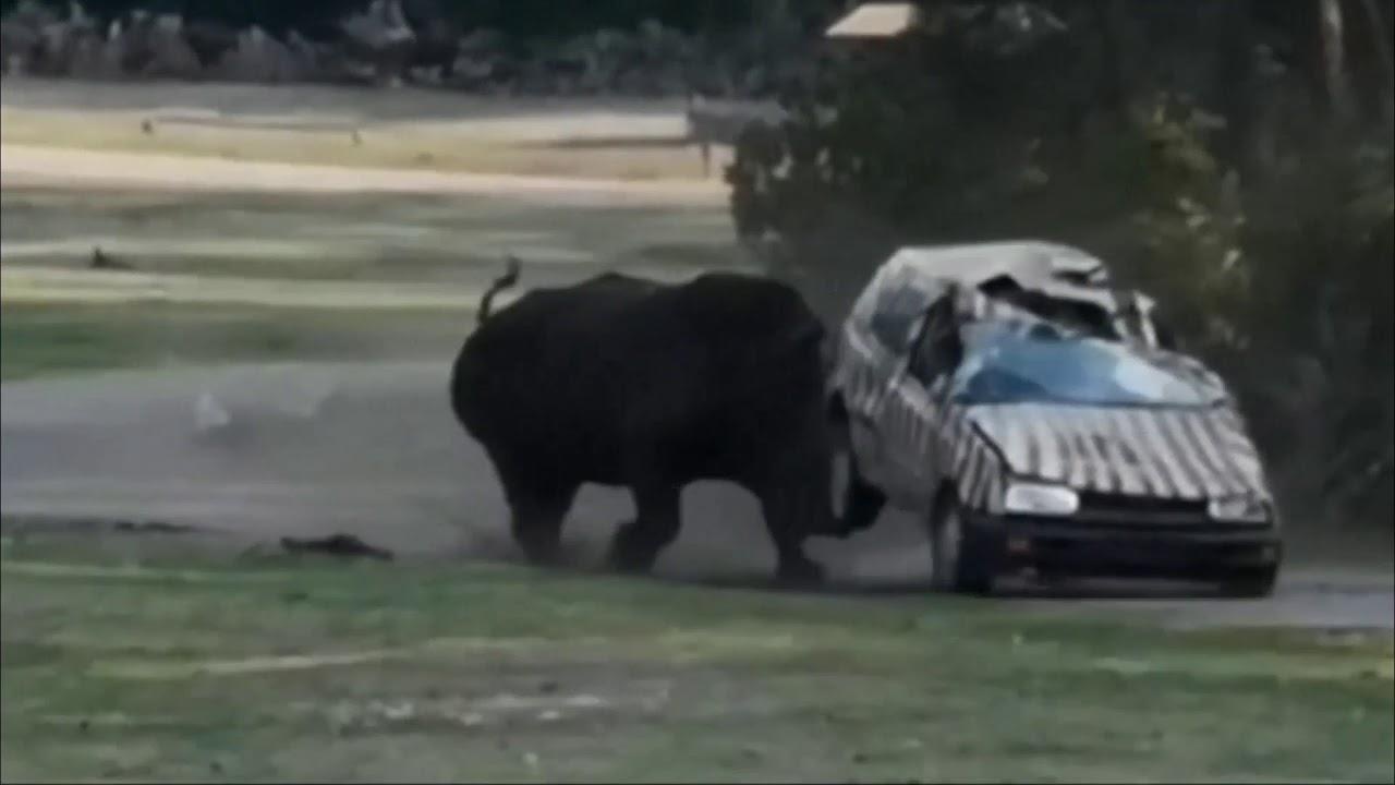 tê giác húc ôtô ảnh 1 te giac huc oto anh 1