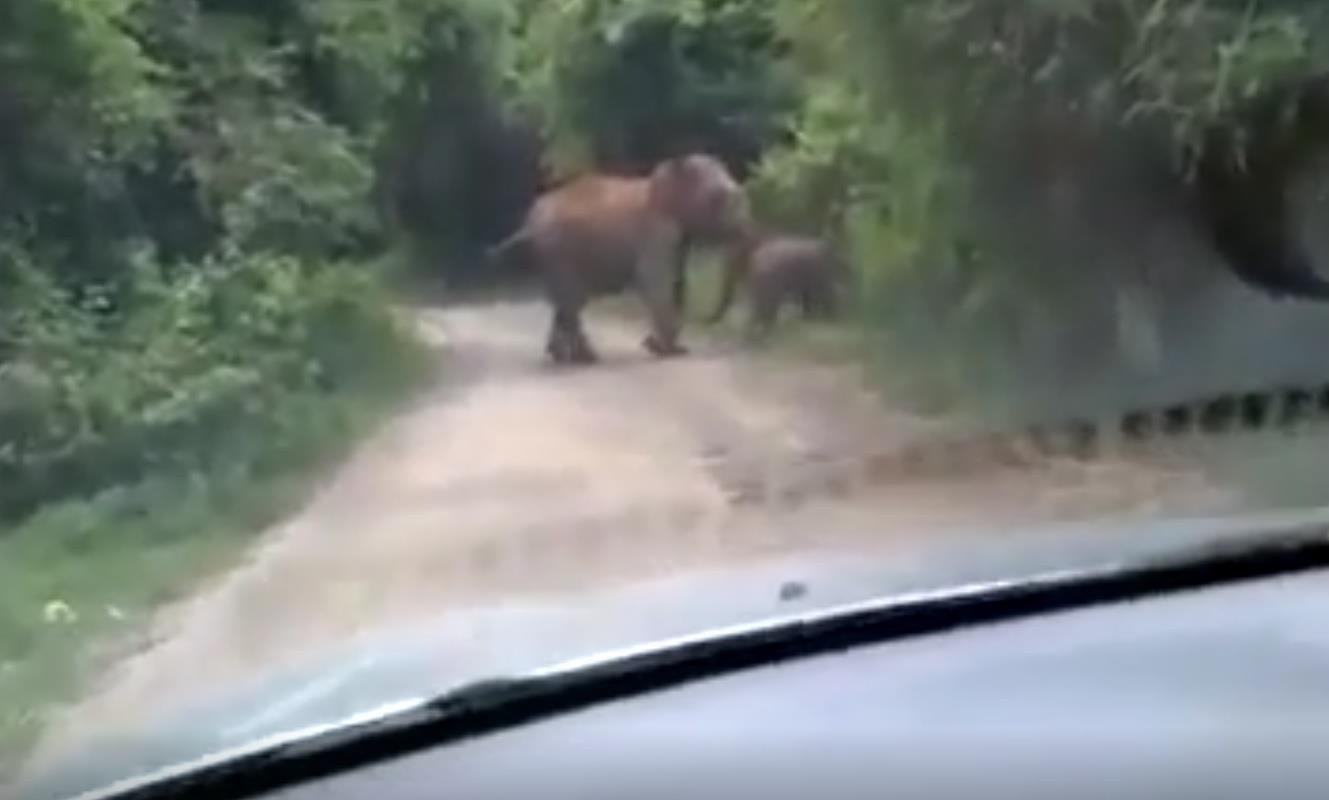 Dan voi chan oto trong rung hinh anh