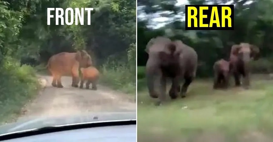 tài xế ôtô bị đàn voi quây kín ảnh 1 tai xe oto bi dan voi quay kin anh 1