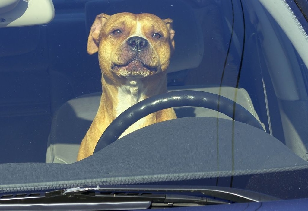 Nam thanh nien bi bat vi cho cho pitbull tap lai oto hinh anh