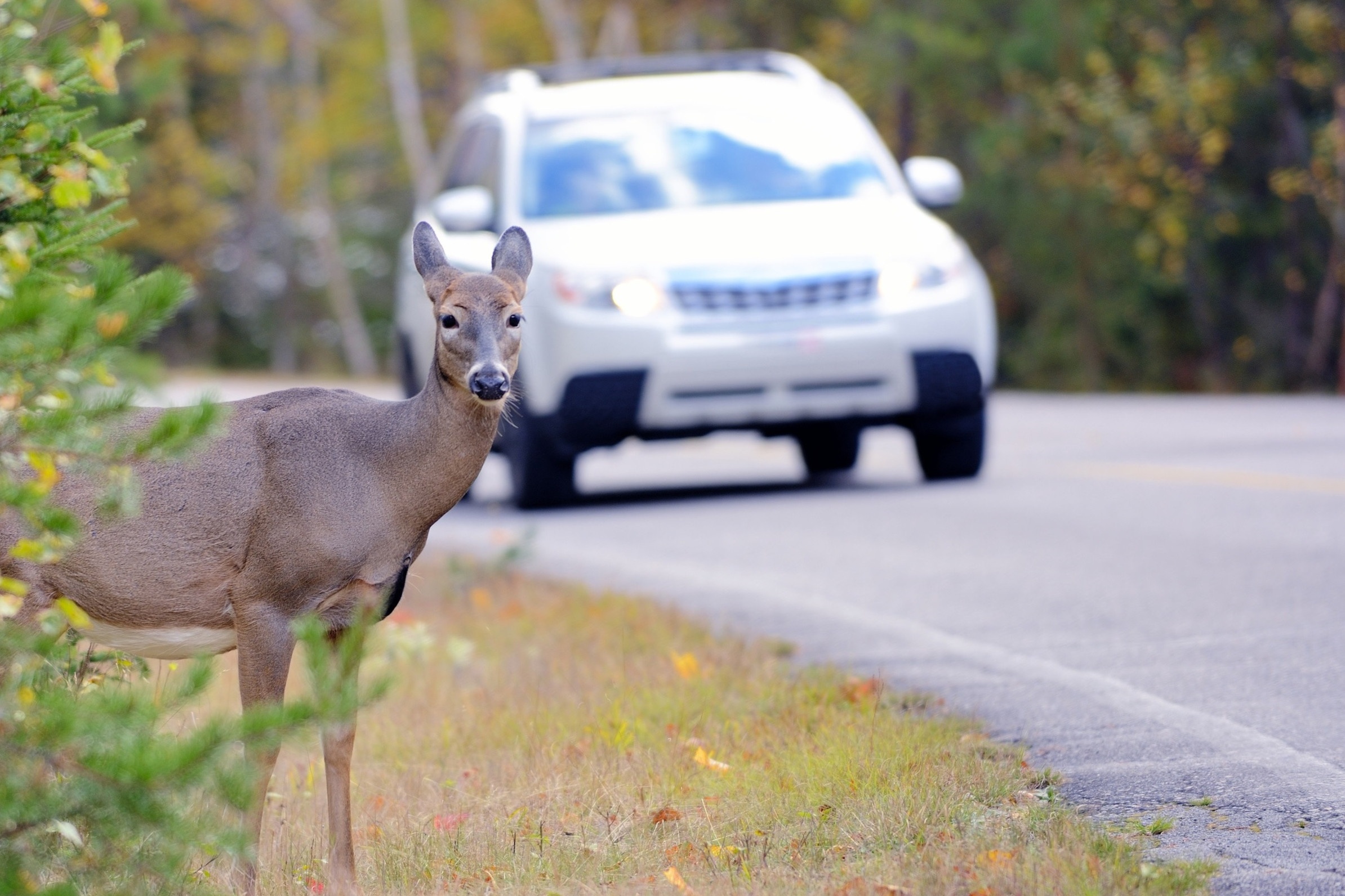 Ung dung giup tai xe thong bao co va cham voi dong vat tai Han Quoc hinh anh
