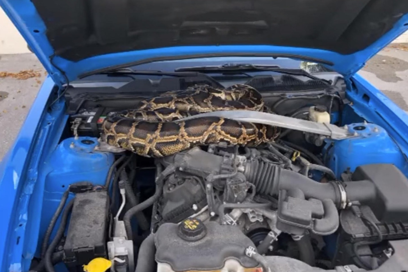 Con tran dai 3 m chui vao khoang dong co oto hinh anh