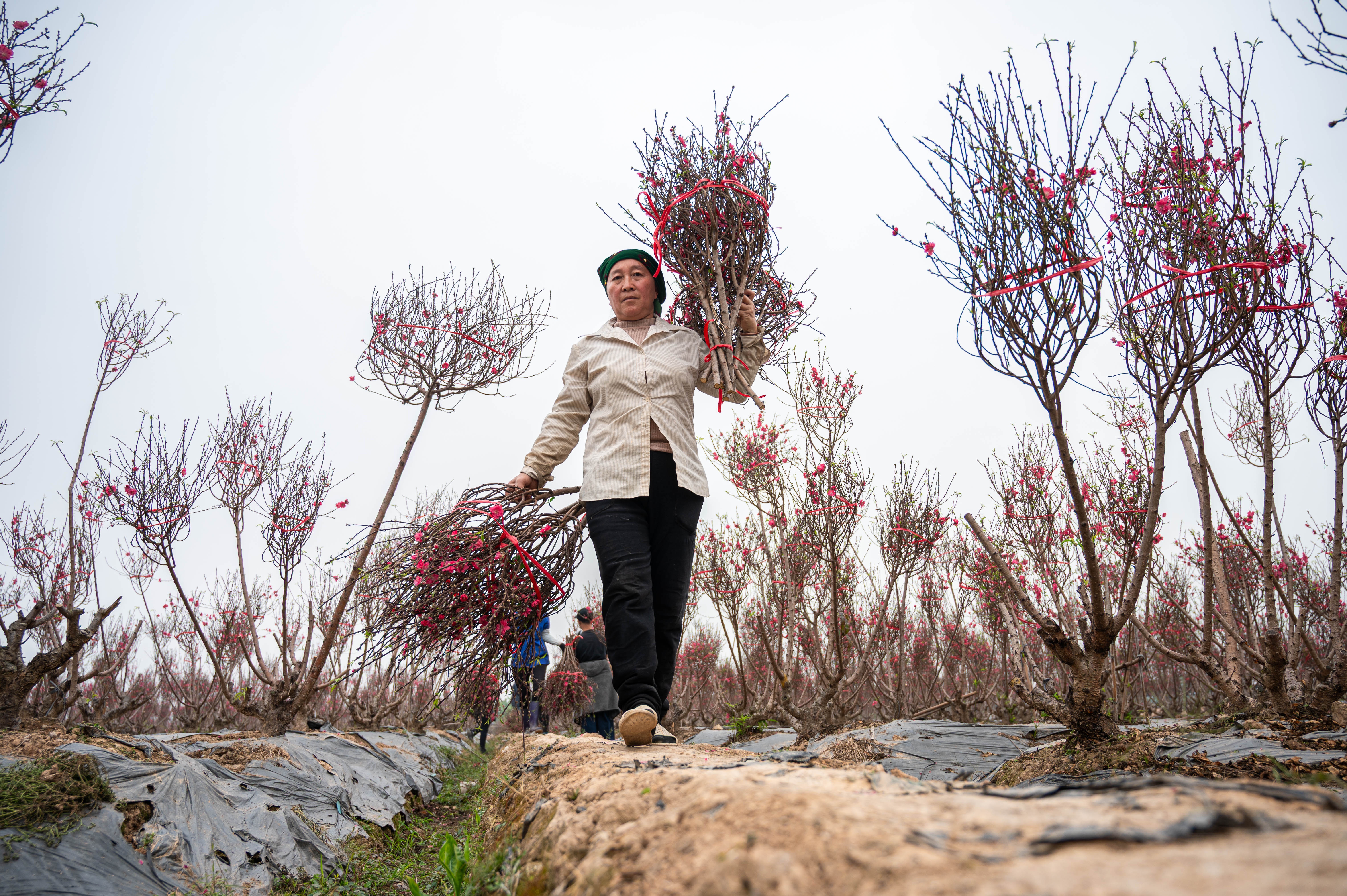 đào tết ảnh 9 dao tet anh 9