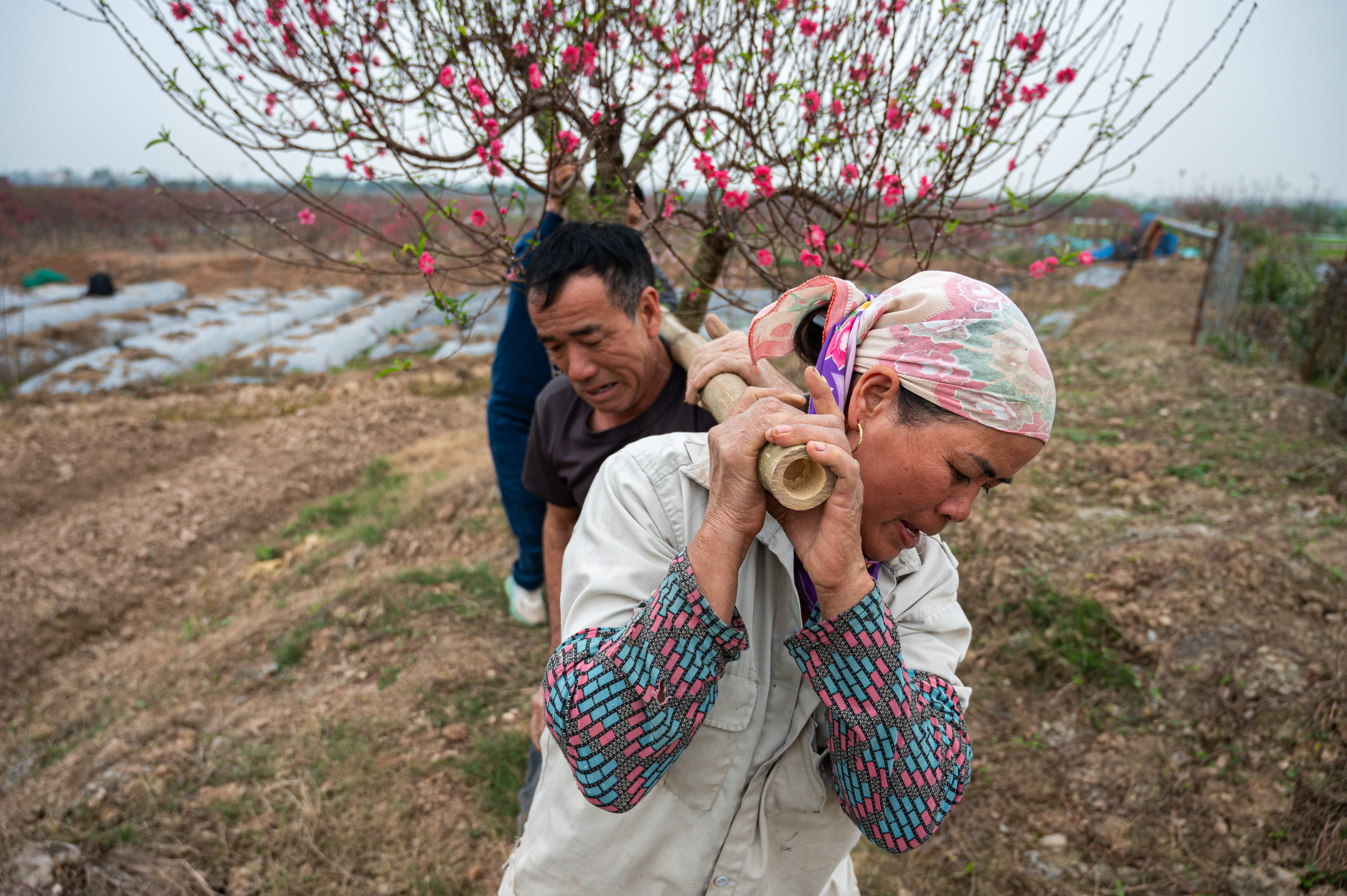 đào tết ảnh 8 dao tet anh 8
