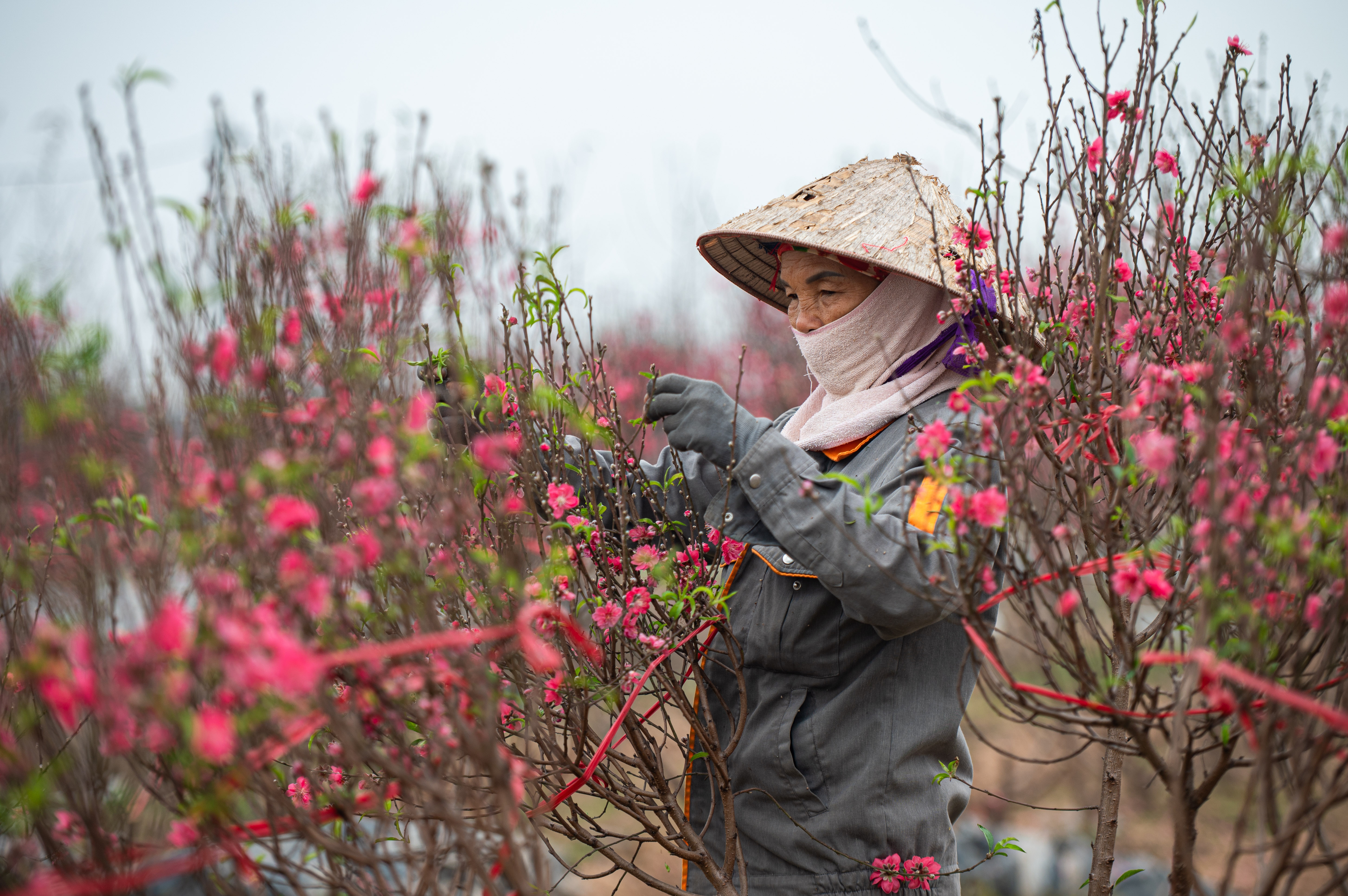 đào tết ảnh 6 dao tet anh 6