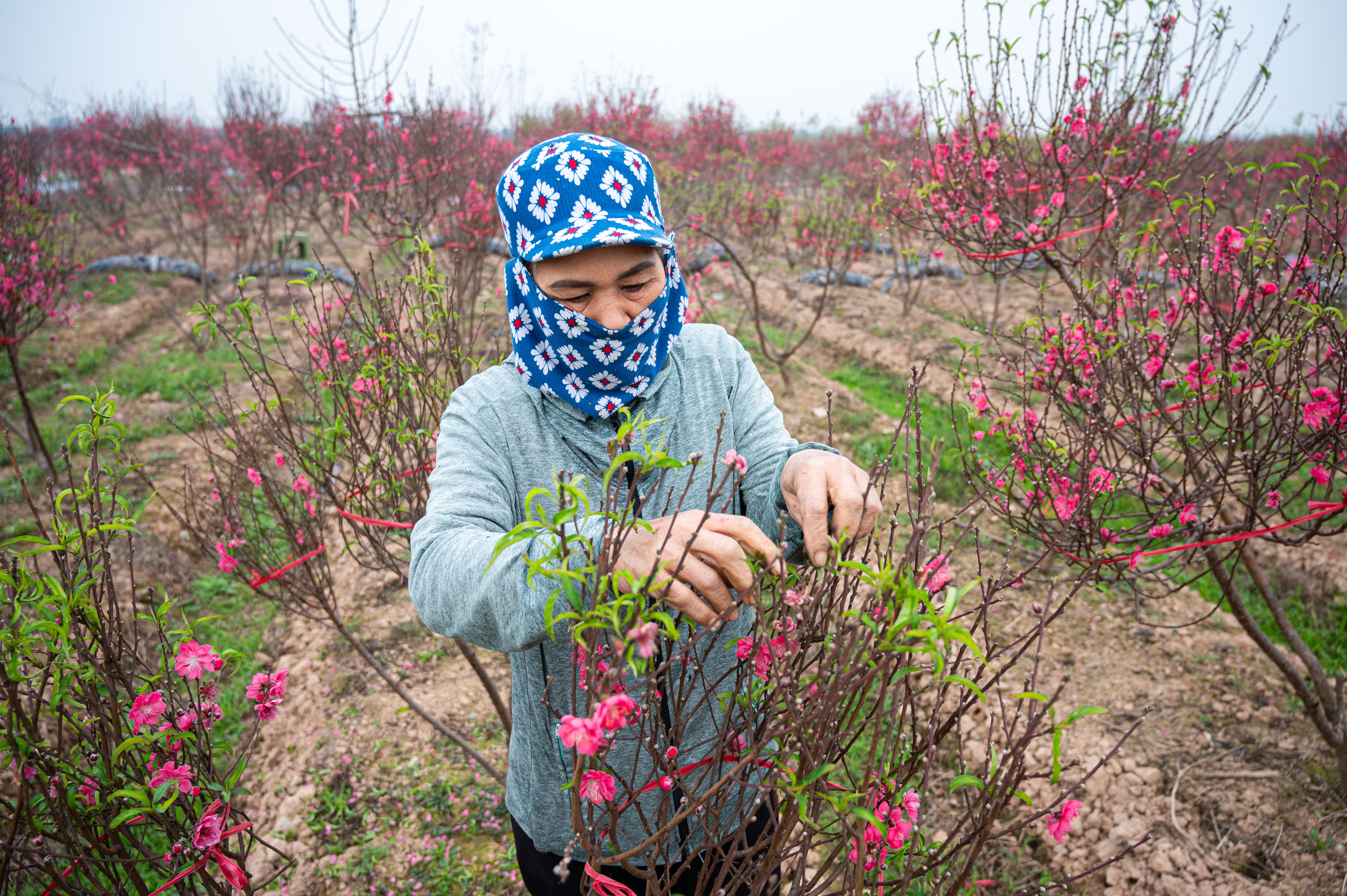 đào tết ảnh 7 dao tet anh 7