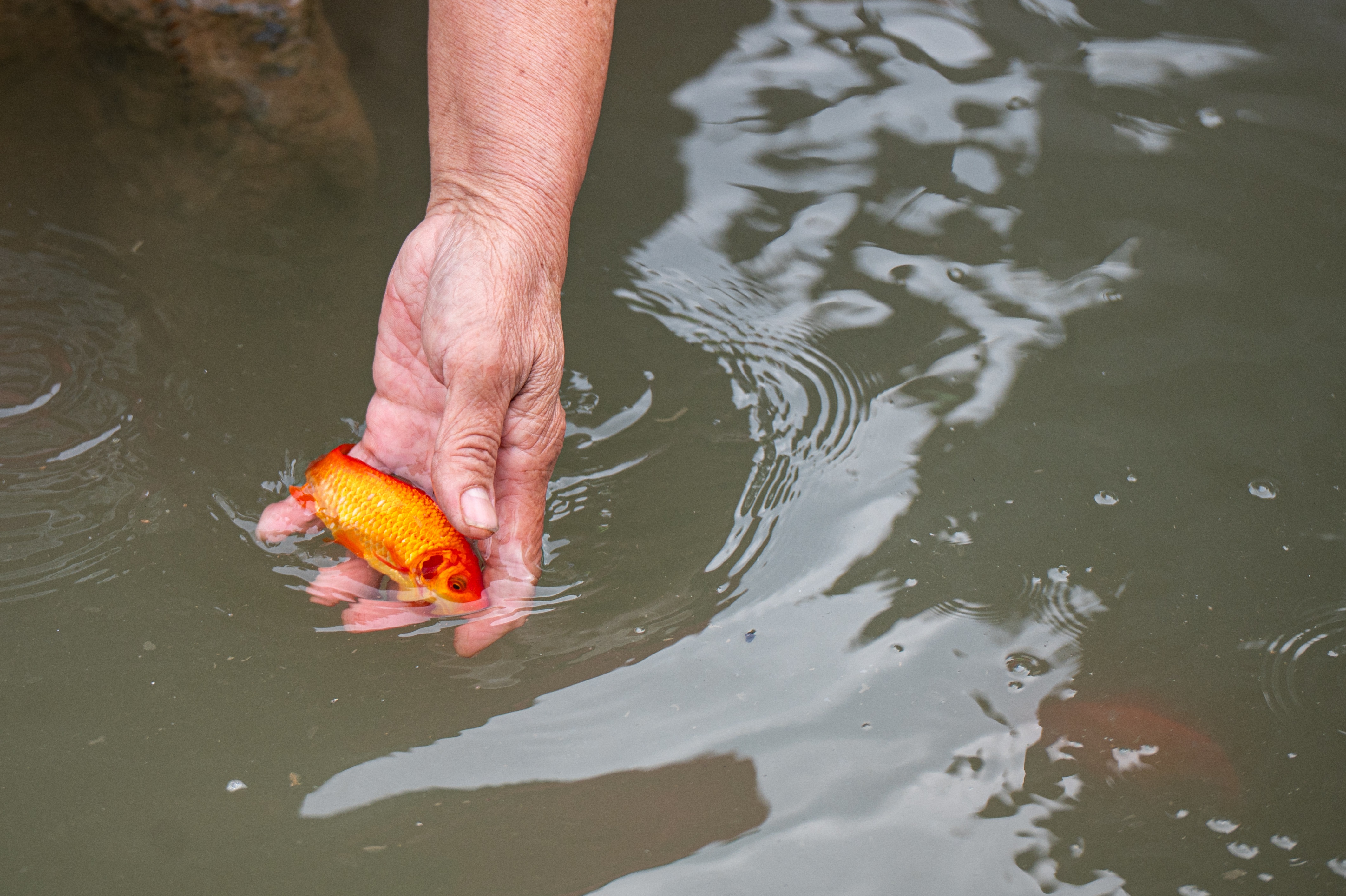 phong sinh ca ong tao anh 14