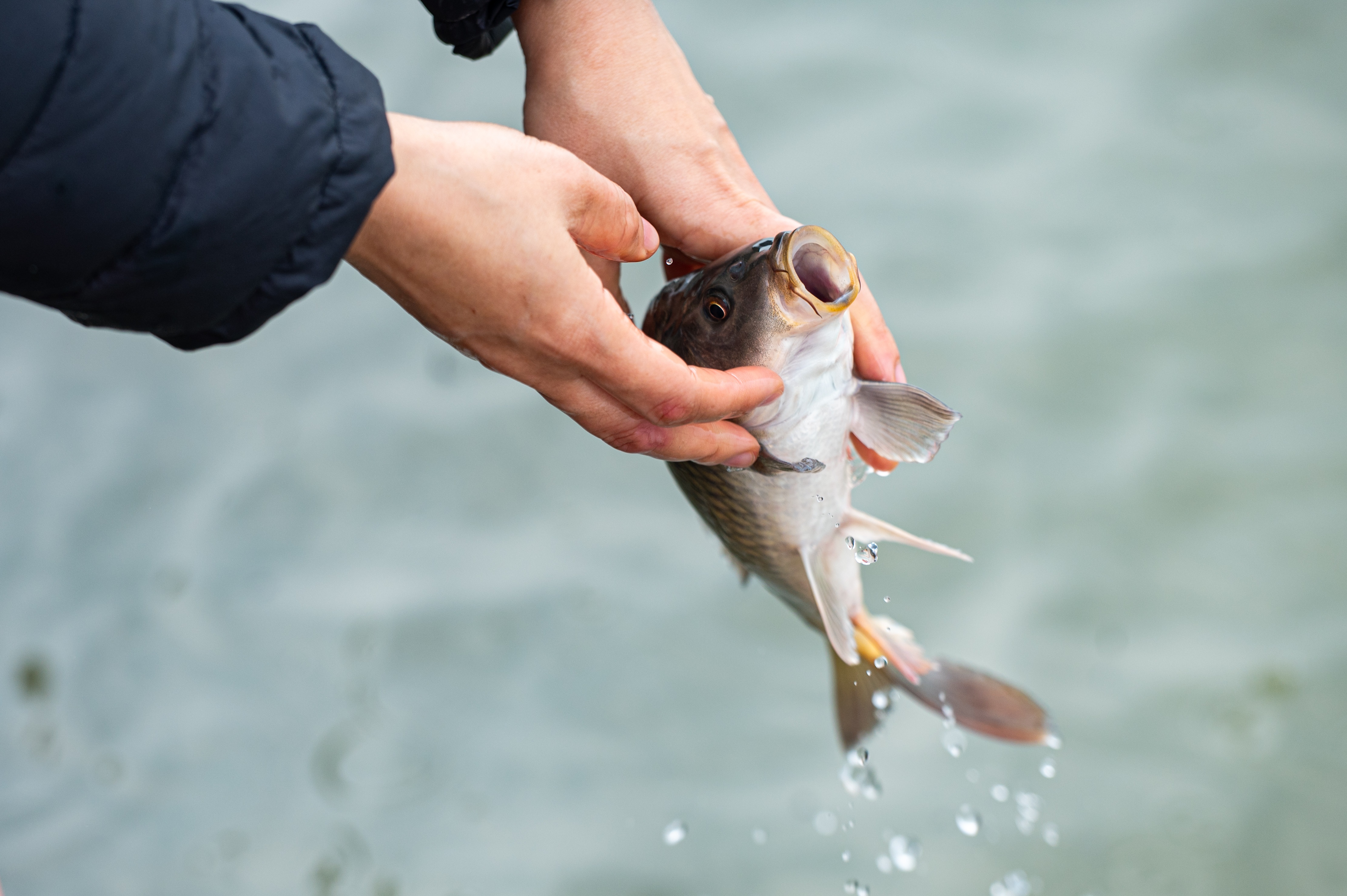 phong sinh ca ong tao anh 13