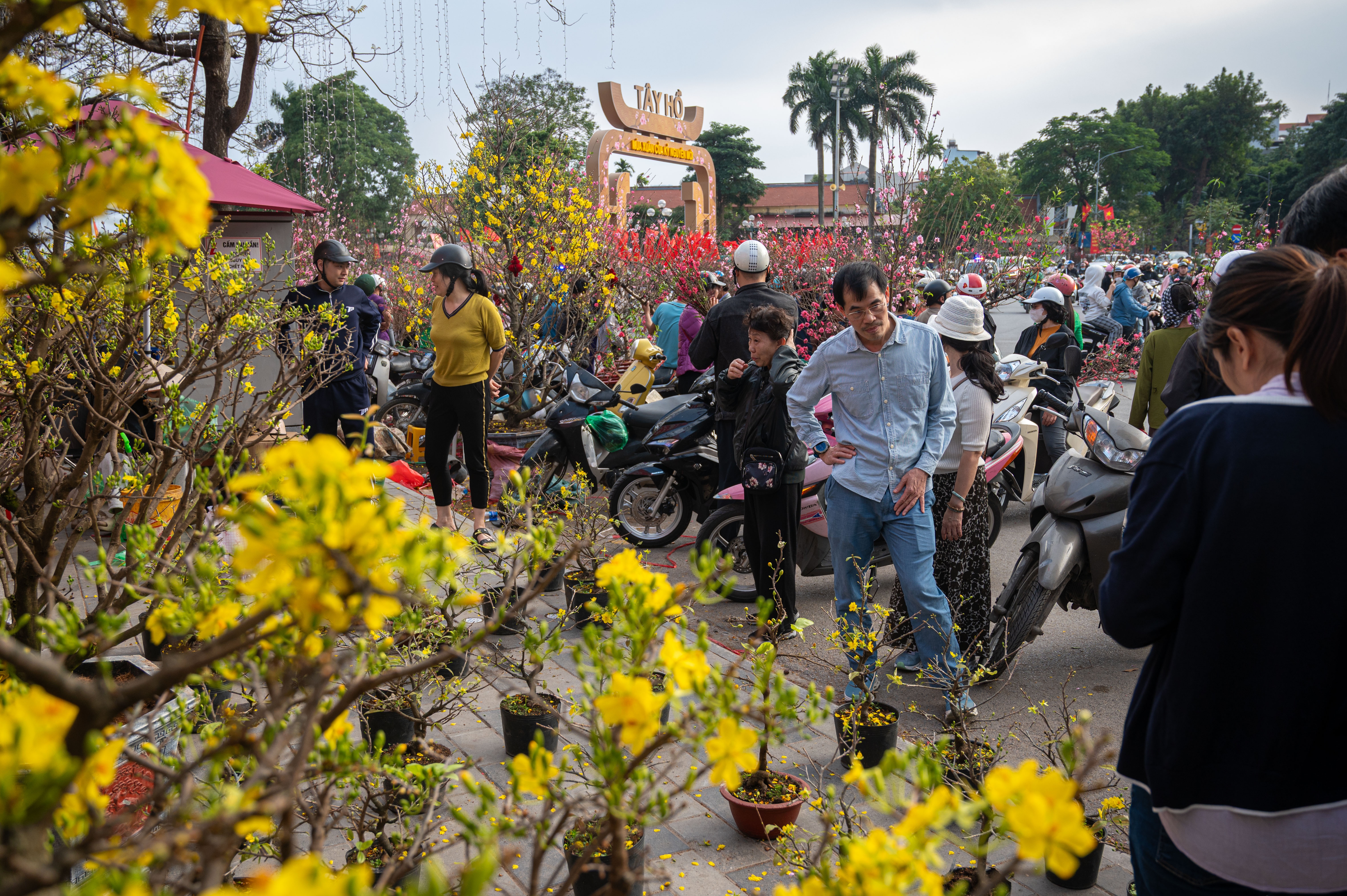 xa hang cay dao quat anh 6
