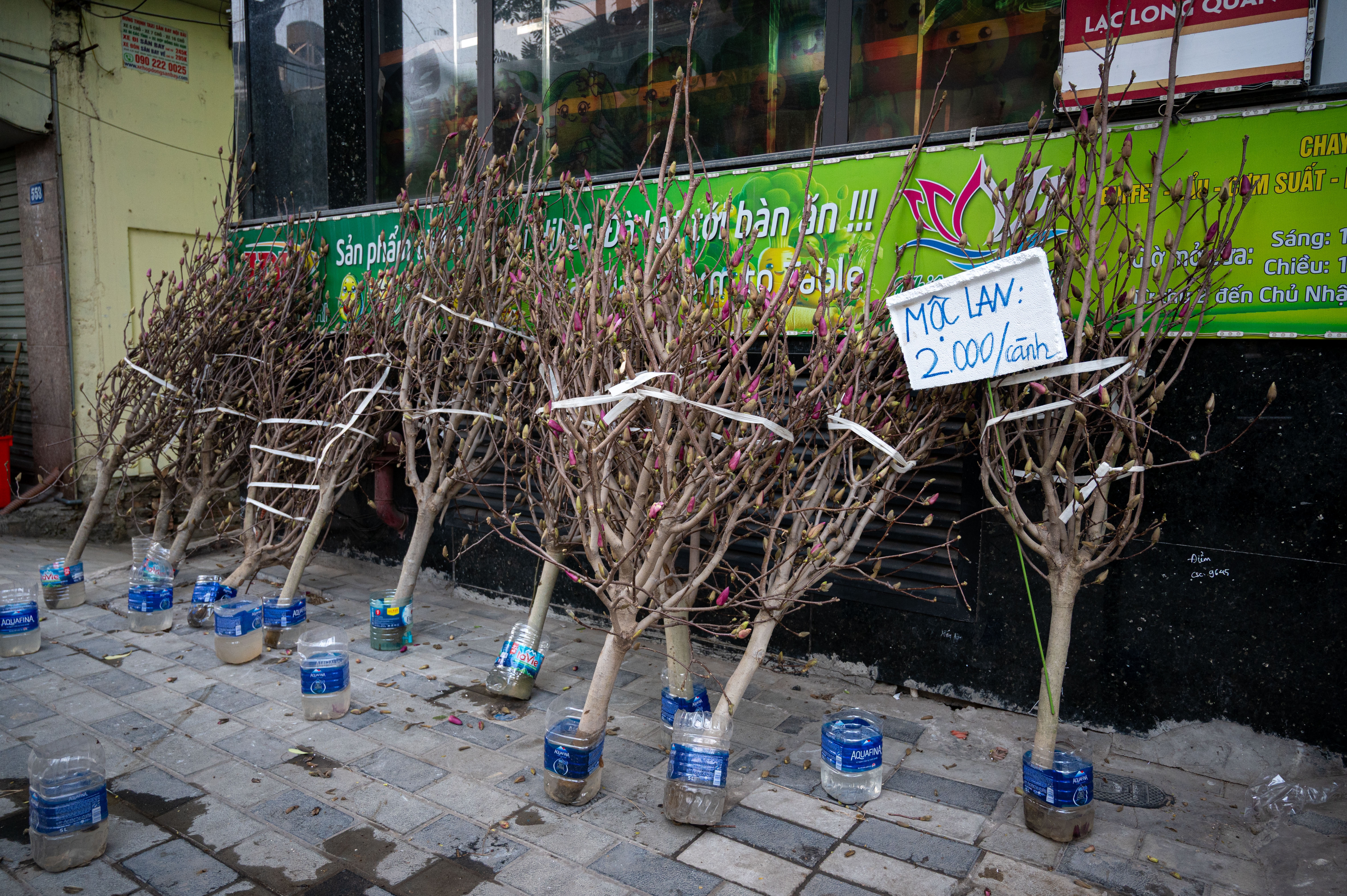 xa hang cay dao quat anh 14