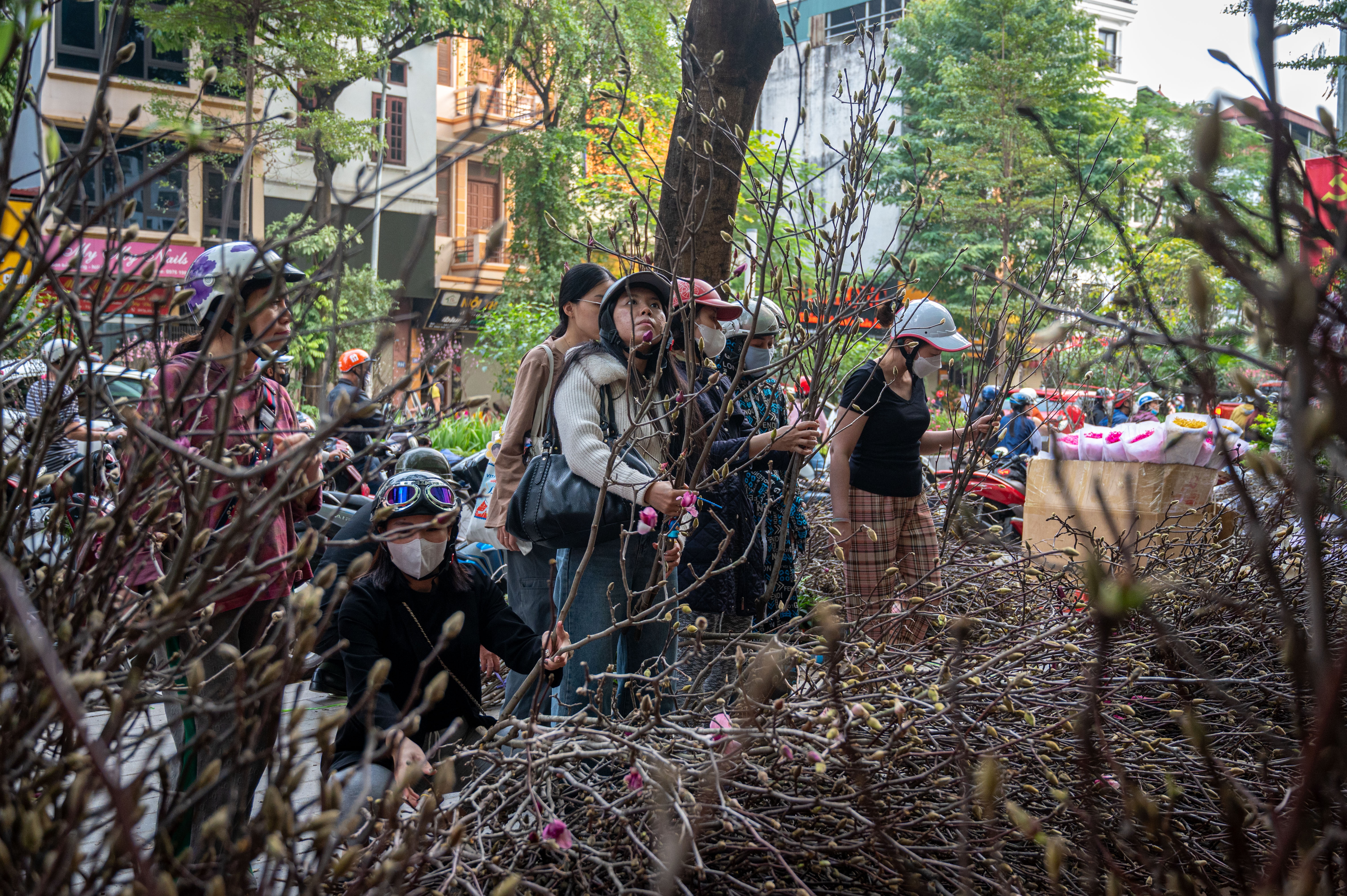 xa hang cay dao quat anh 13