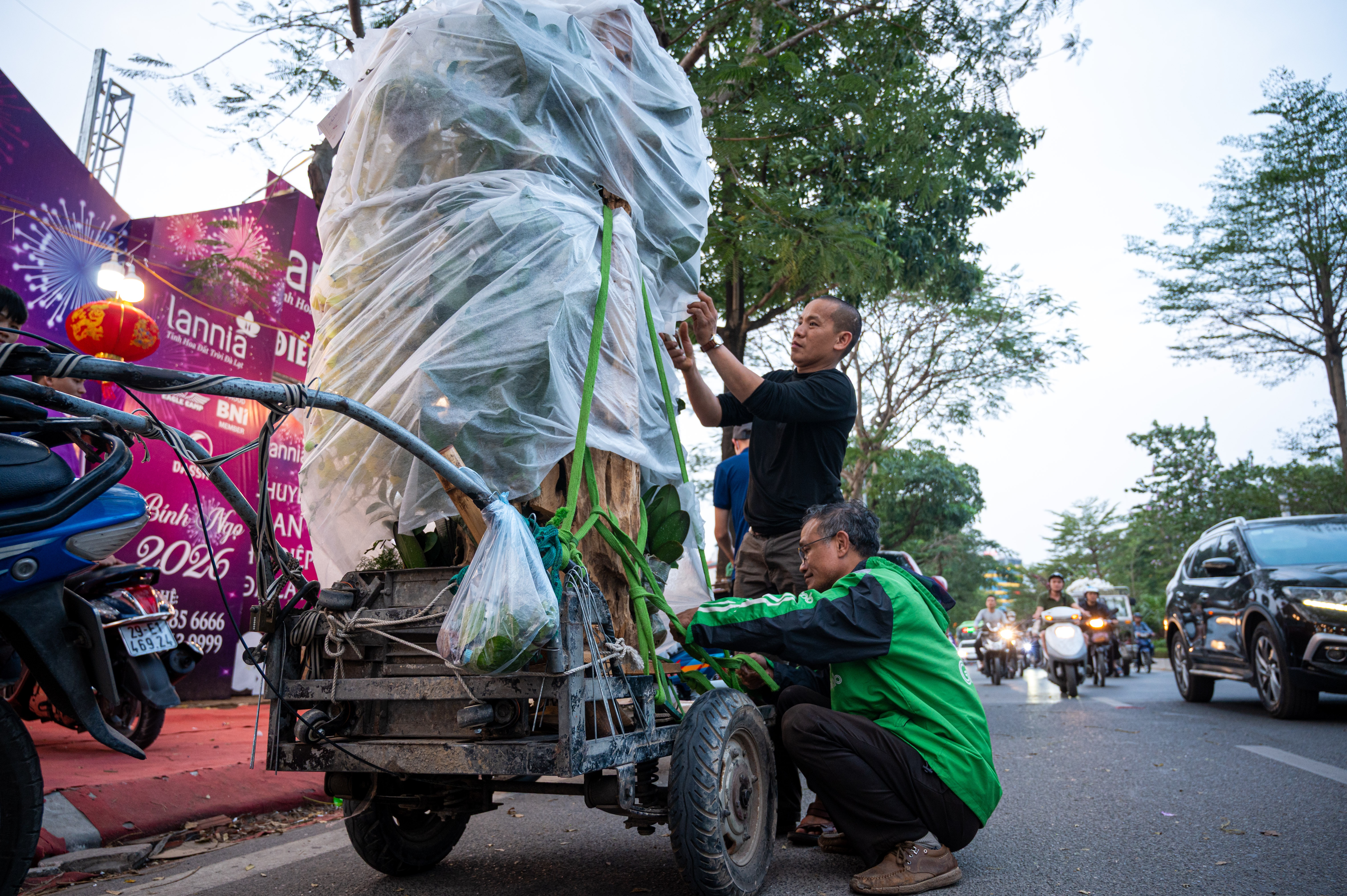 xa hang cay dao quat anh 21