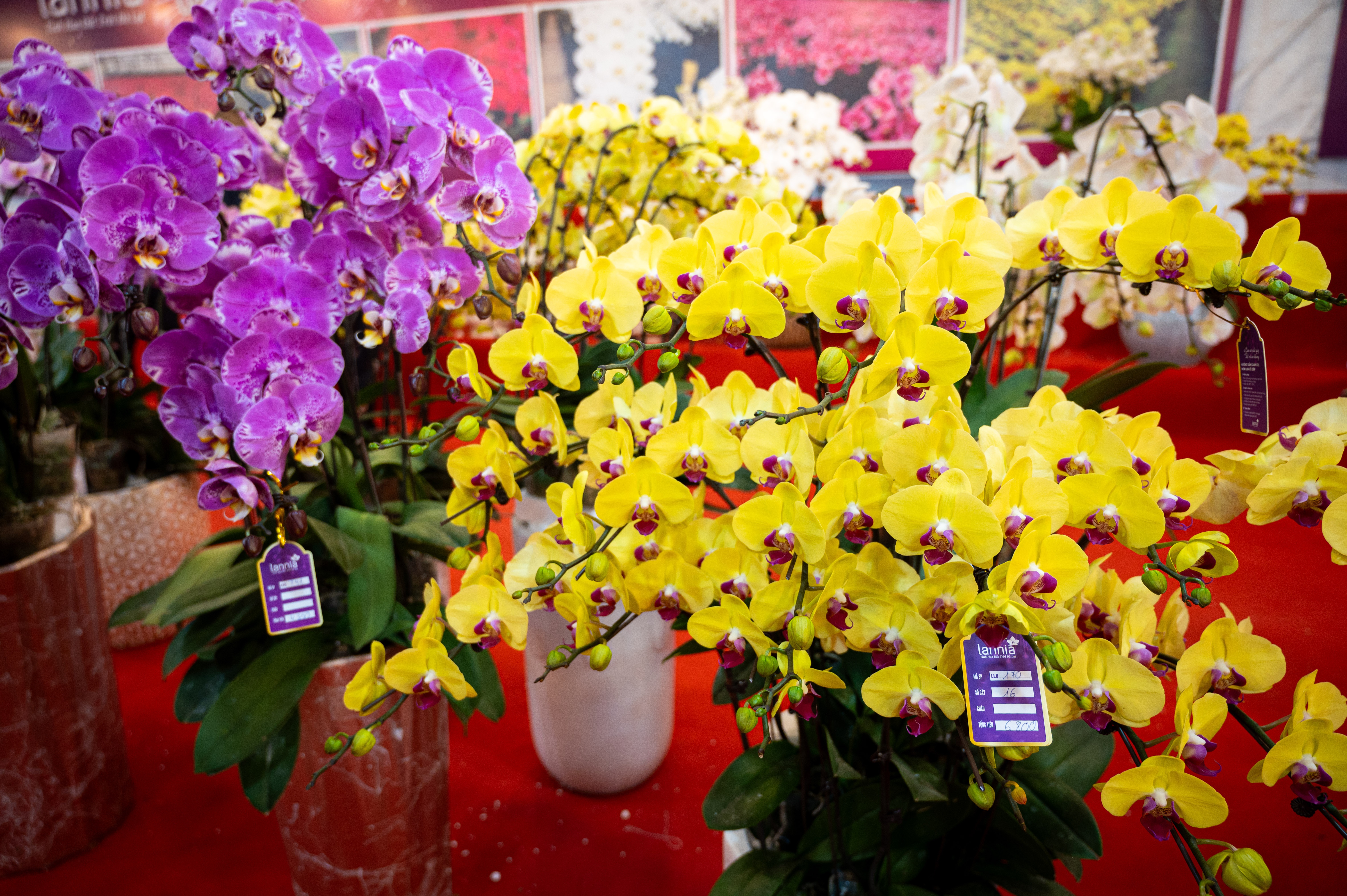 xa hang cay dao quat anh 20