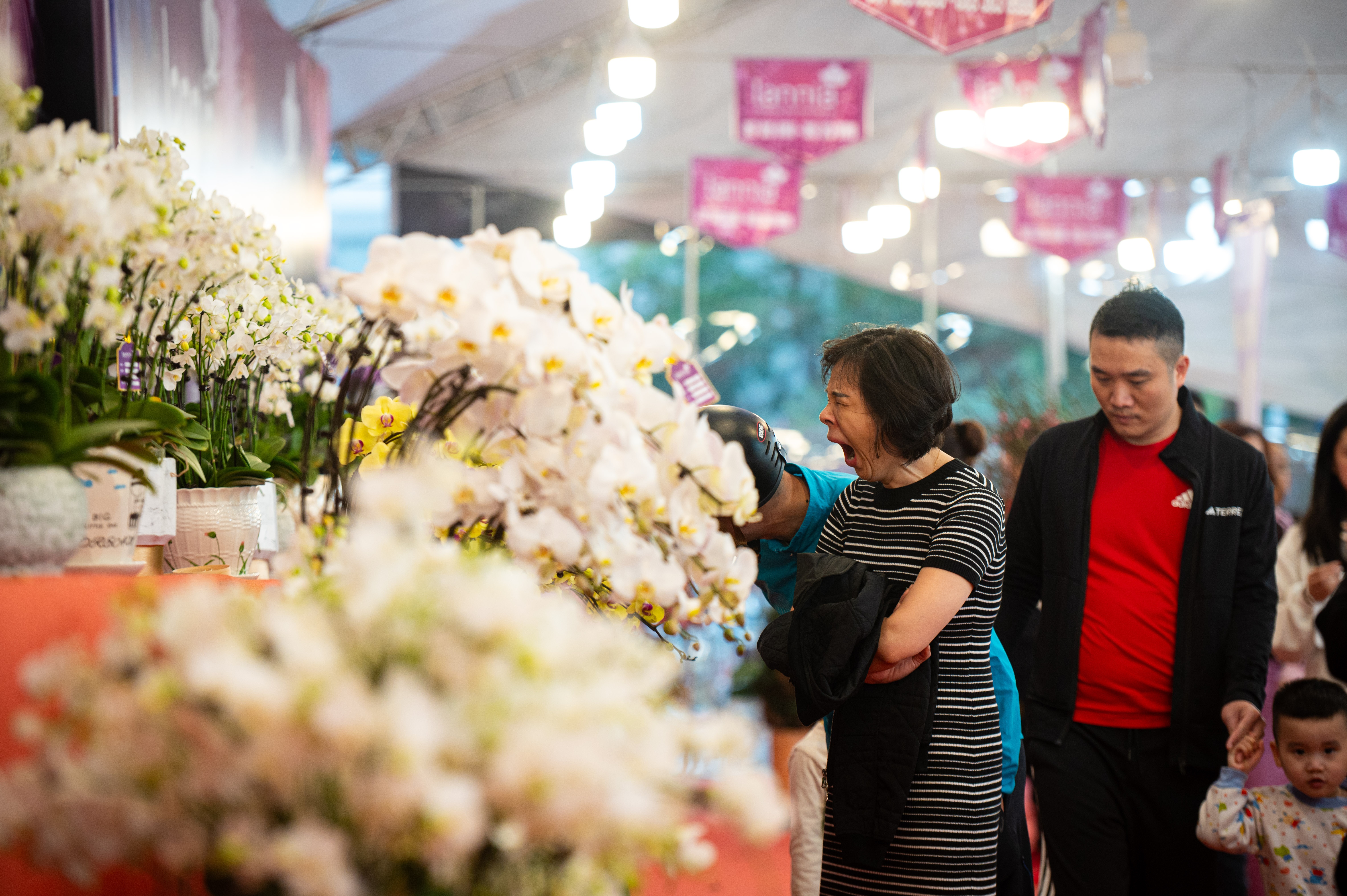 xa hang cay dao quat anh 17