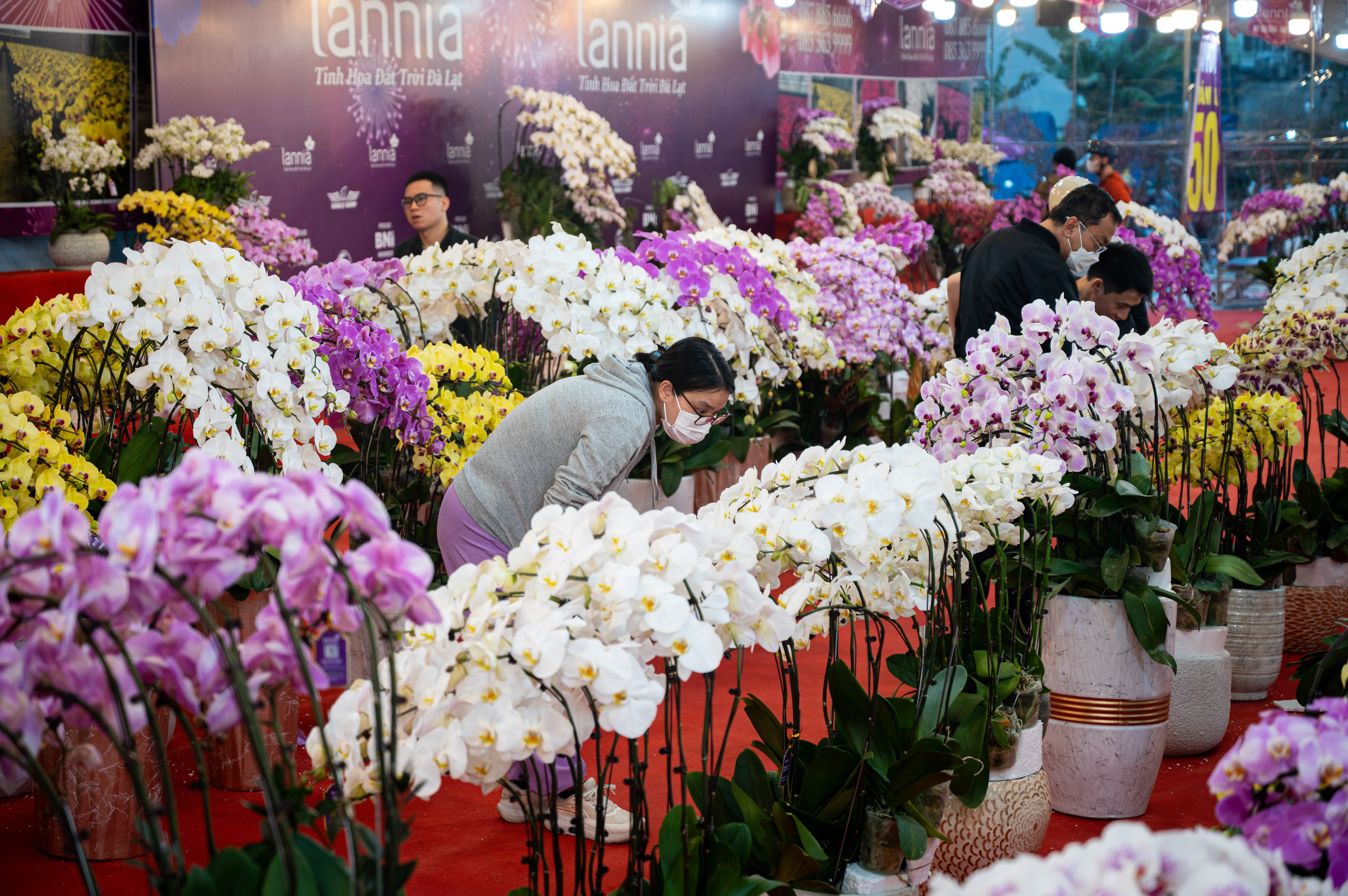 xa hang cay dao quat anh 16