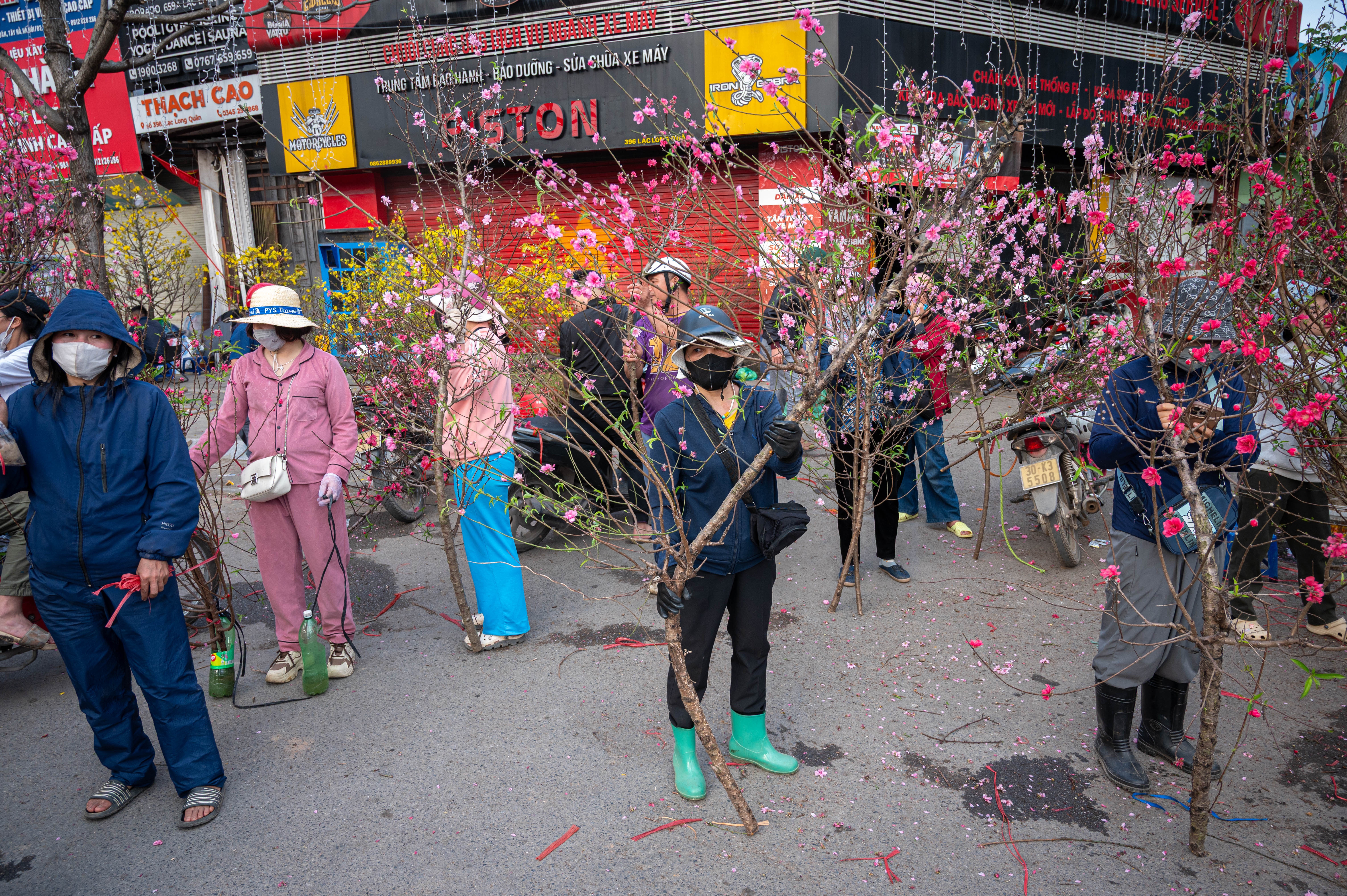 xa hang cay dao quat anh 9