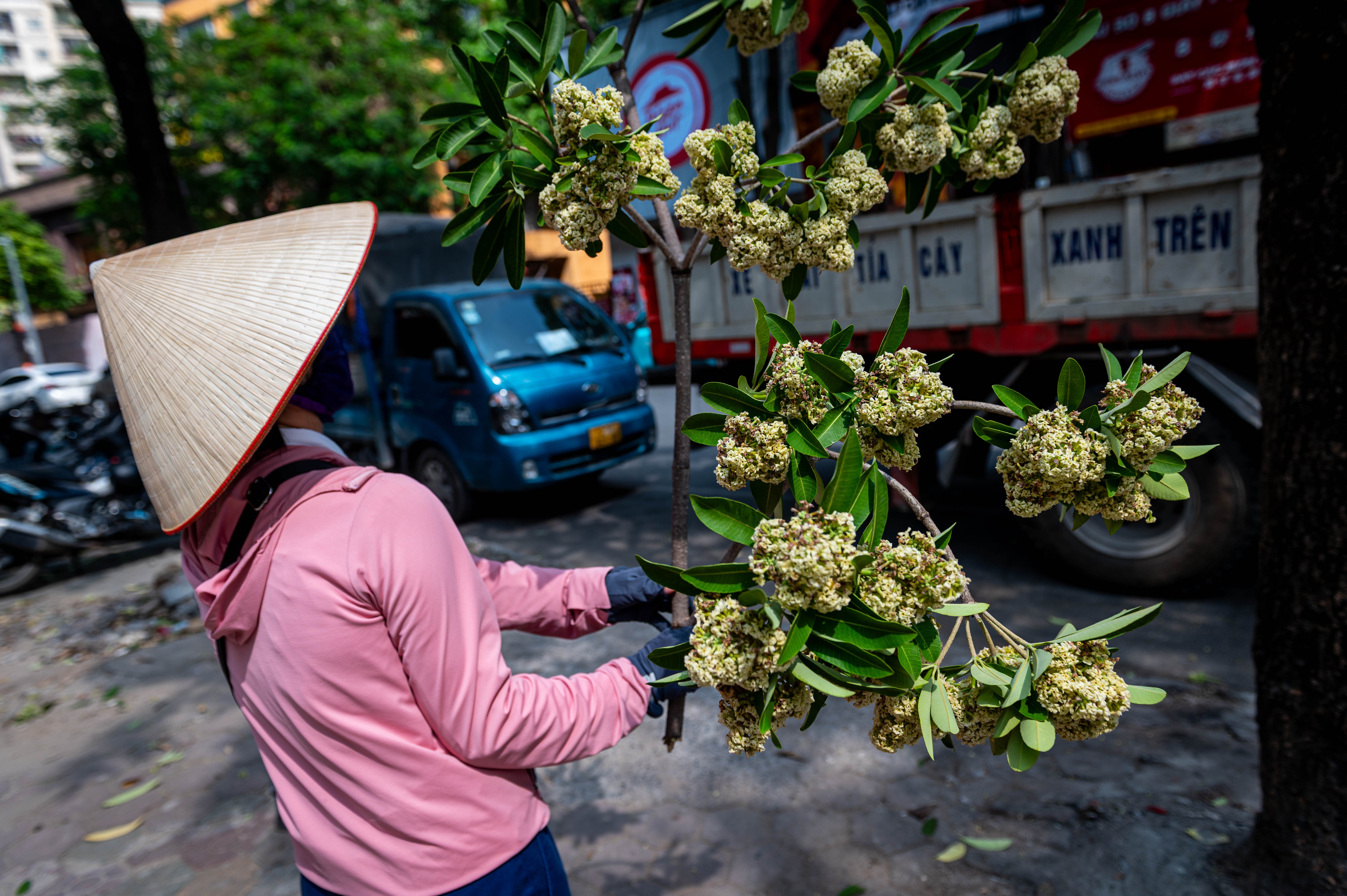 hoa sữa ảnh 8