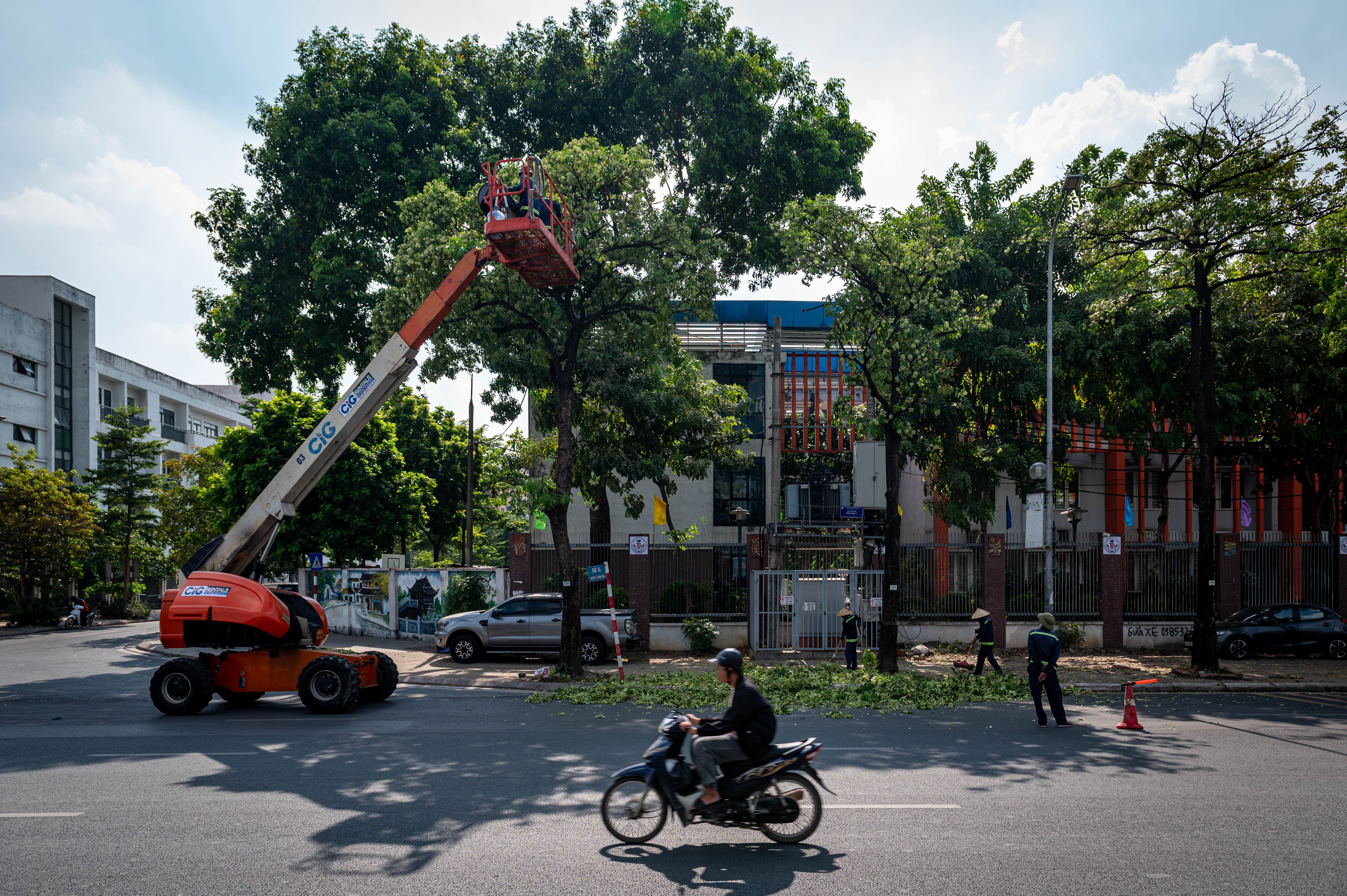 hoa sữa ảnh 10