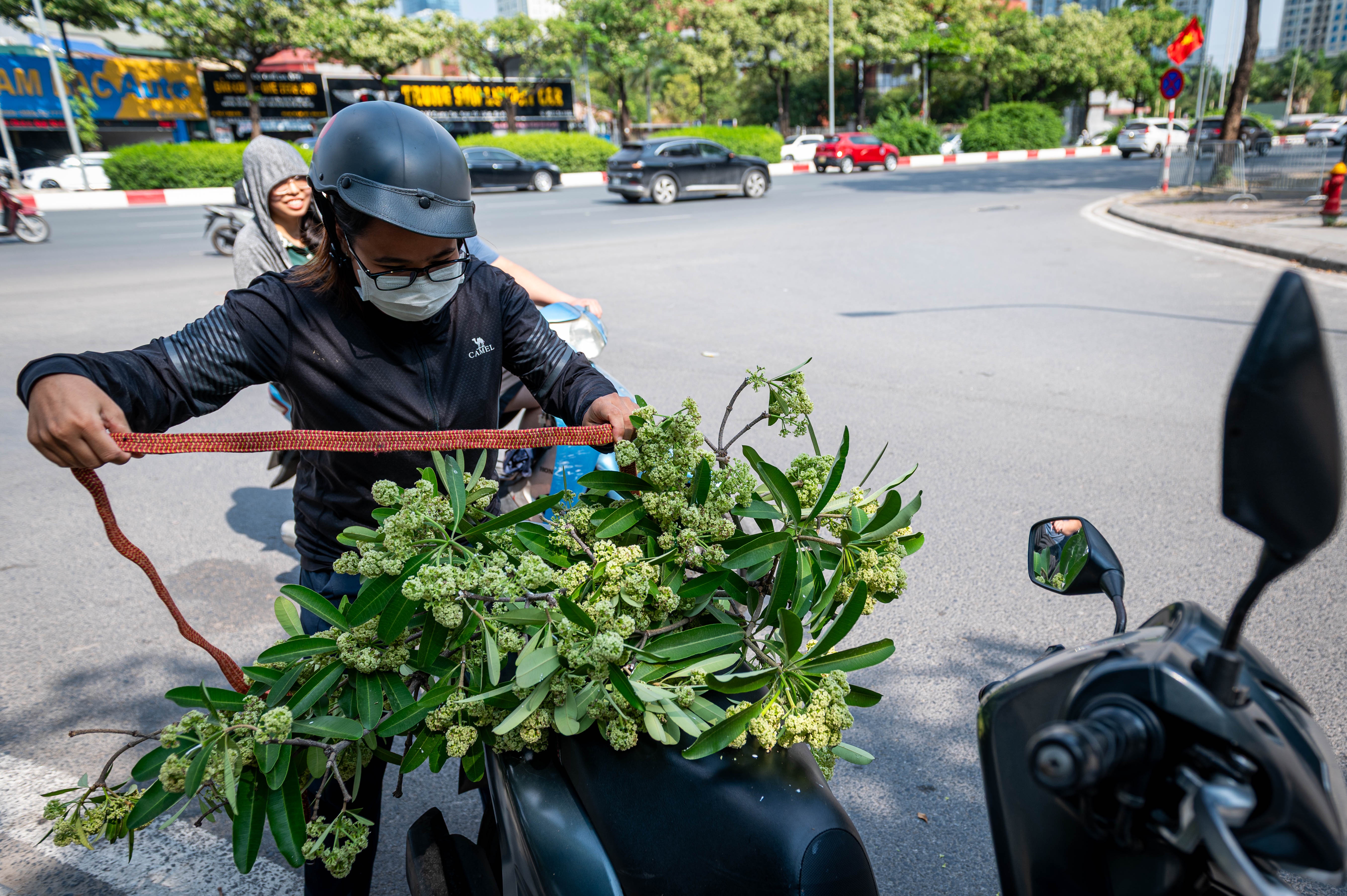 hoa sữa ảnh 13