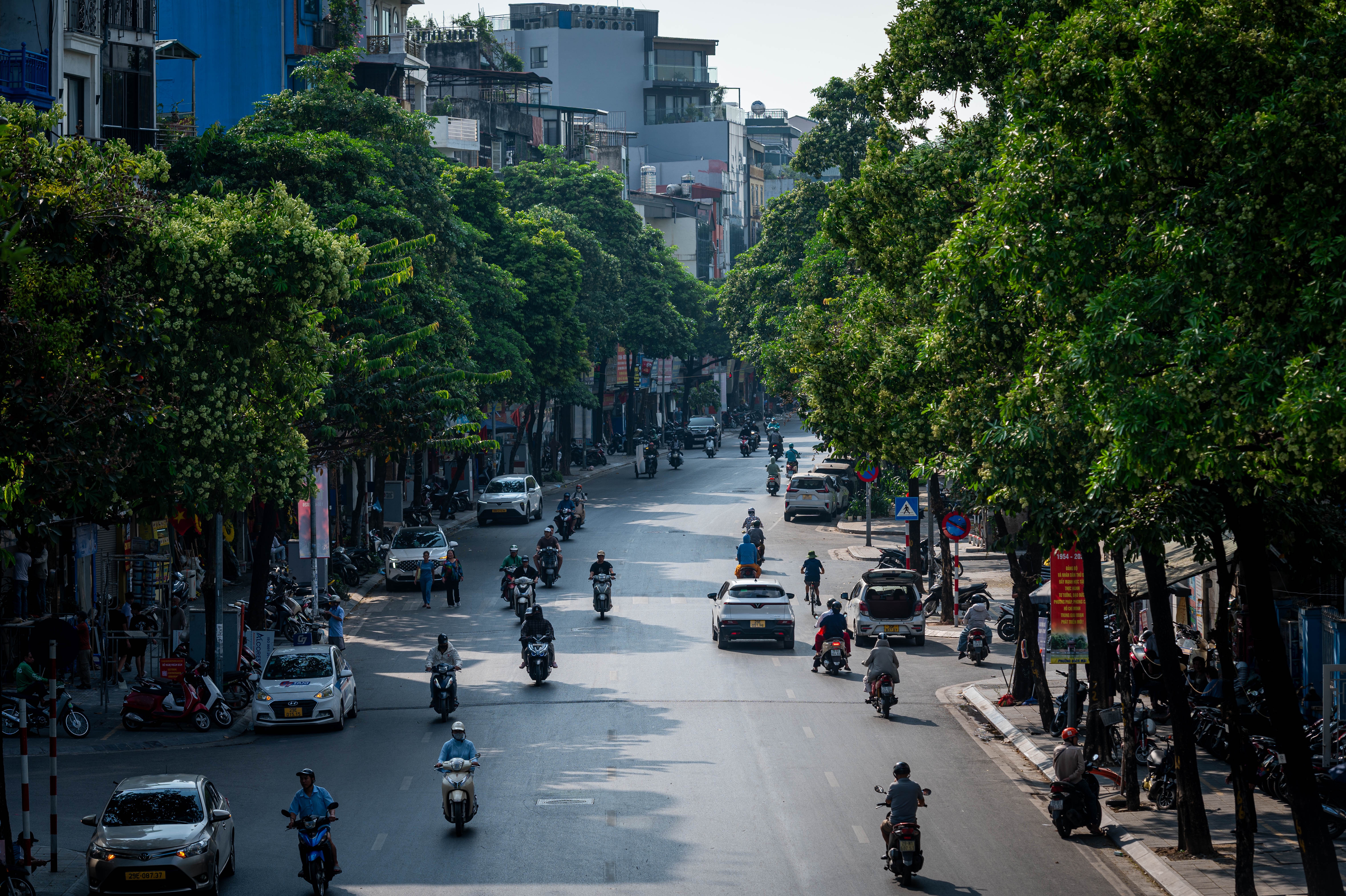 hoa sữa ảnh 1